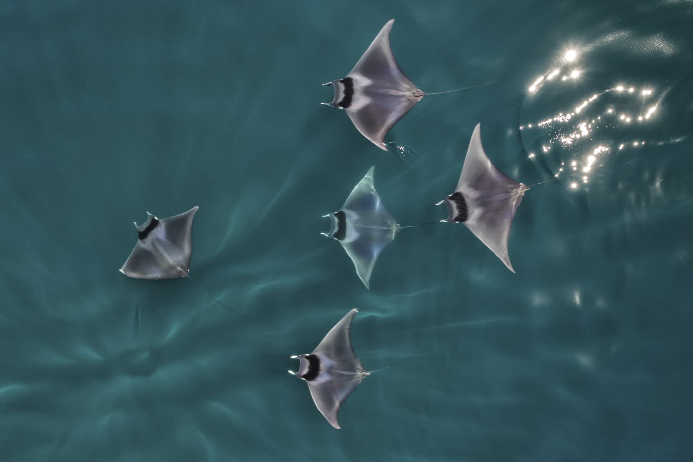 Spinetail devil rays (Mobula mobular)  aerial view,
Baja California, Mexico