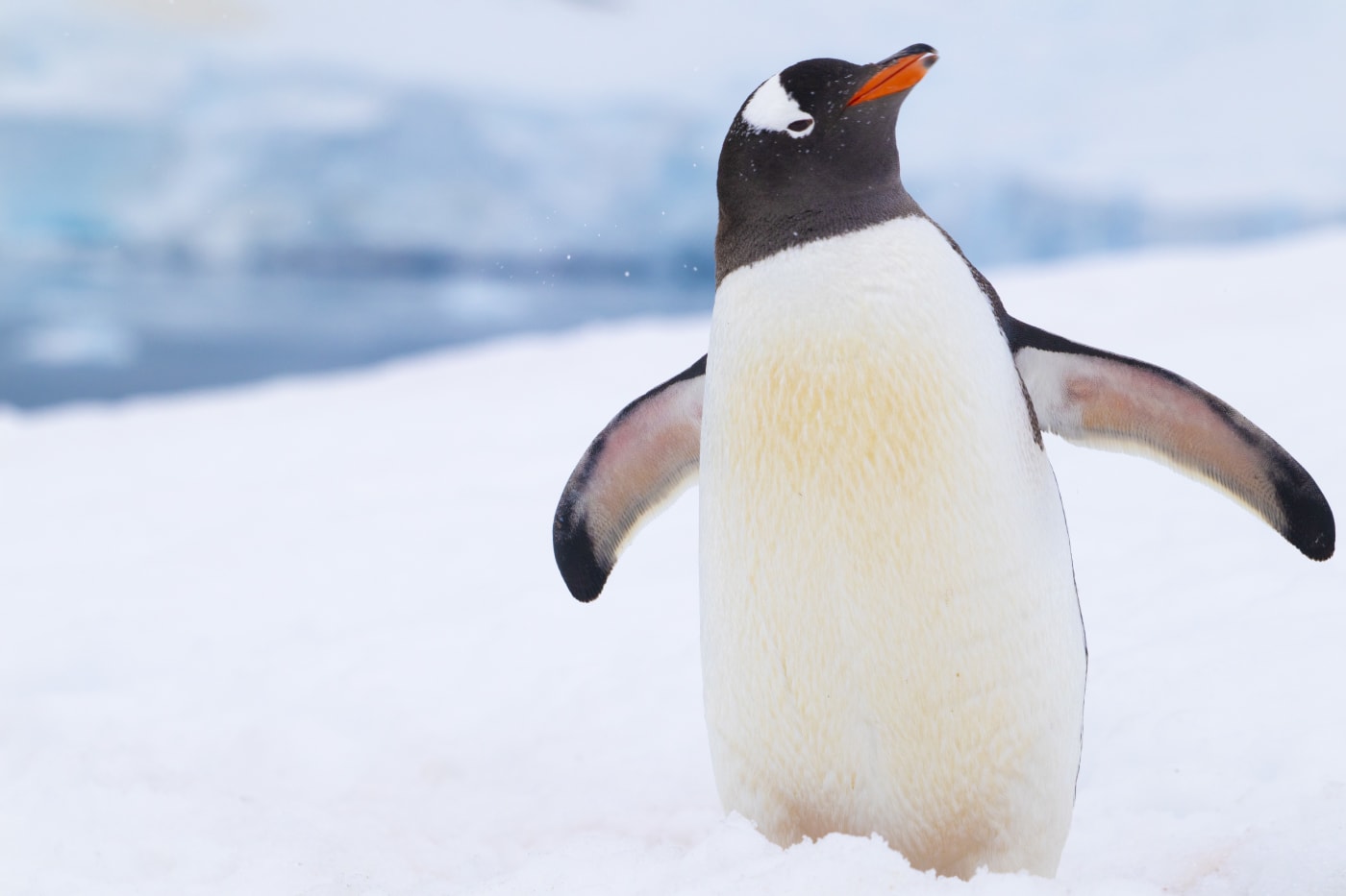 Portrait of a Gentoo penguin (Pygoscelis papua), Antarctic Peninsula