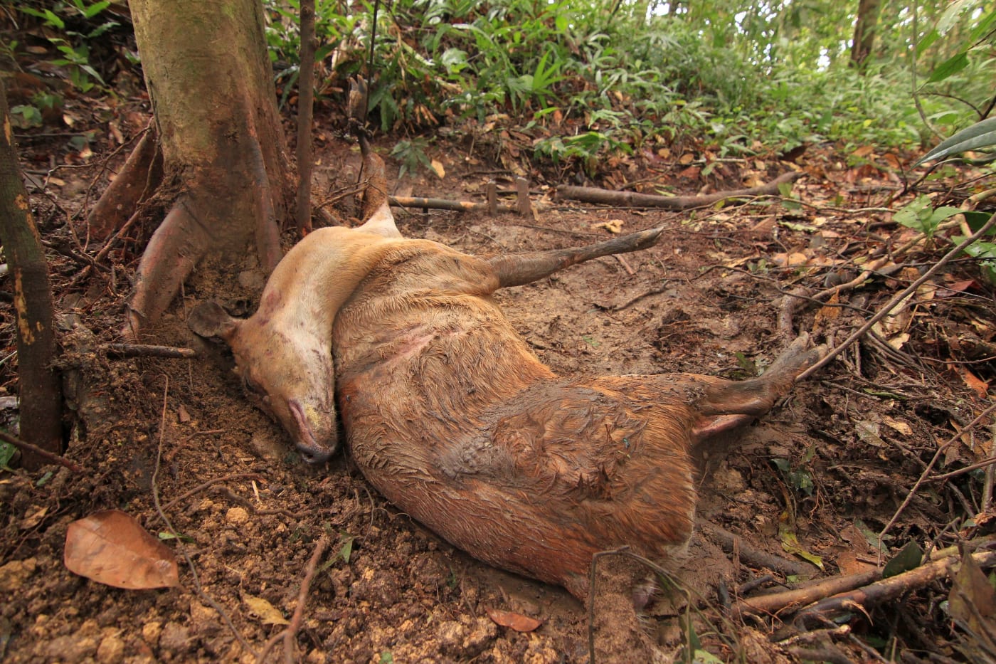 A deceased barking deer lays under a tree in the forest. Its hair is muddy.
