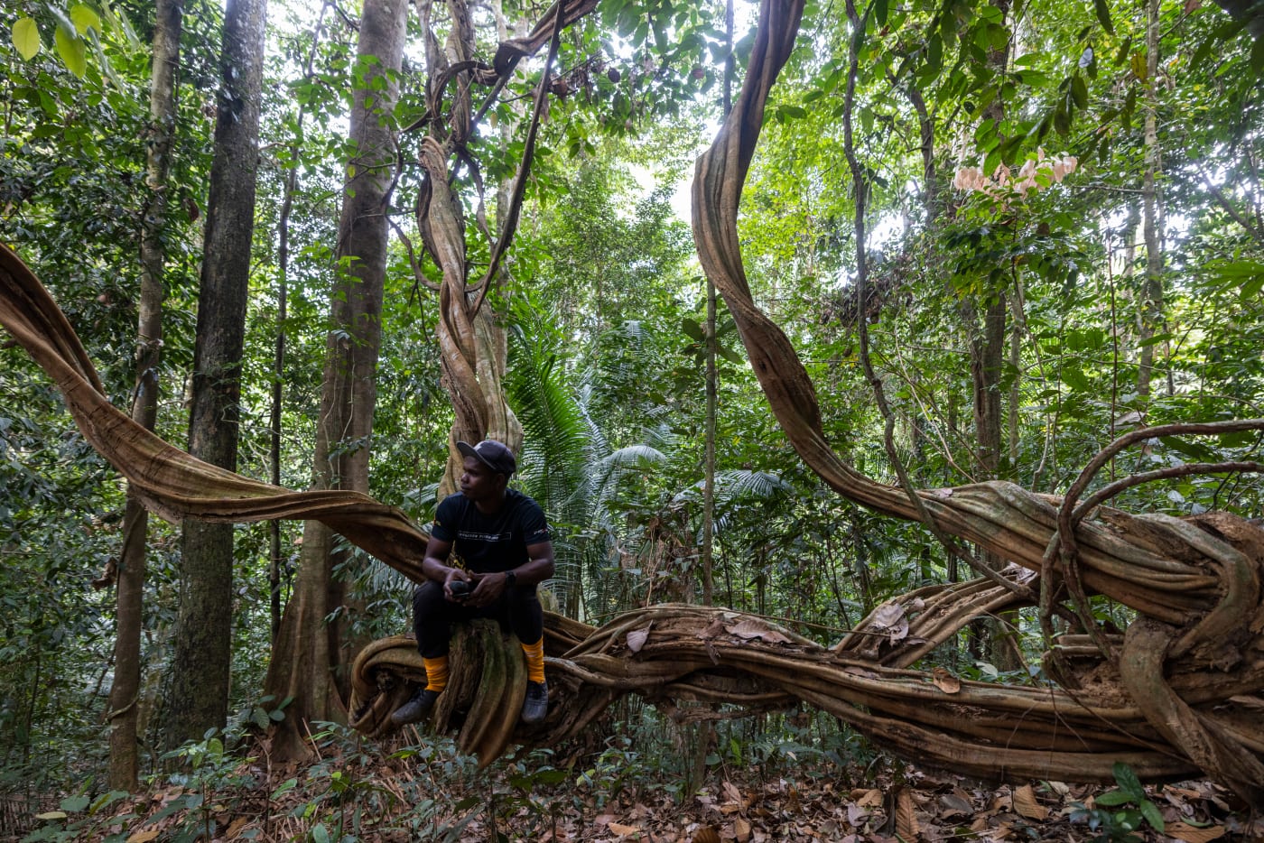 Merapi sits on a huge twisted vine in the forest.