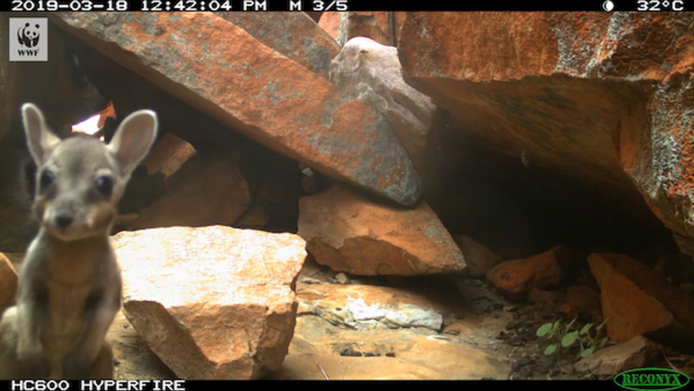 Indigenous rangers have captured photos of a young wiliji - one of Australia’s rarest and most elusive wallabies - while working in the Kimberley region of Western Australia.