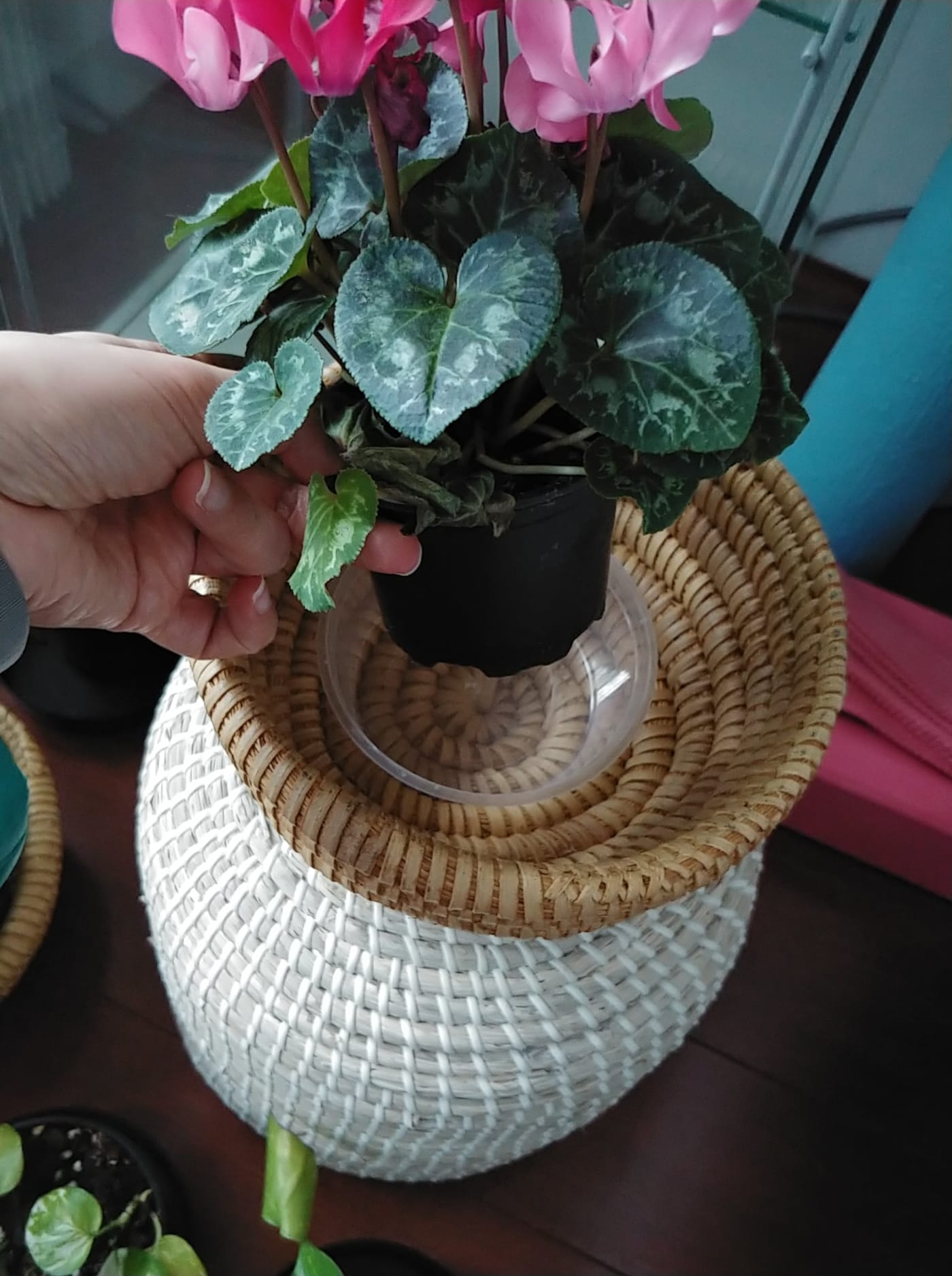 Recycled plastic plant water dish #PlasticFreeShop Challenge