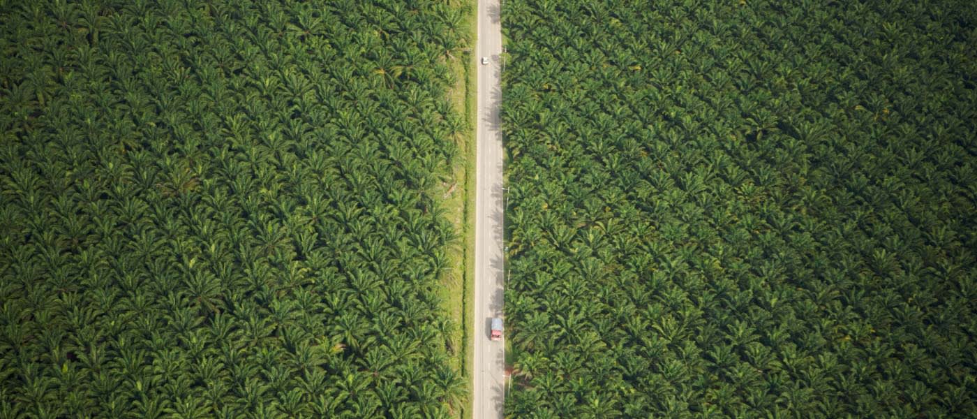 Aerial view of road running through oil palm plantation. Sungai Petani vicinity, Kedah, Malaysia. May 2006