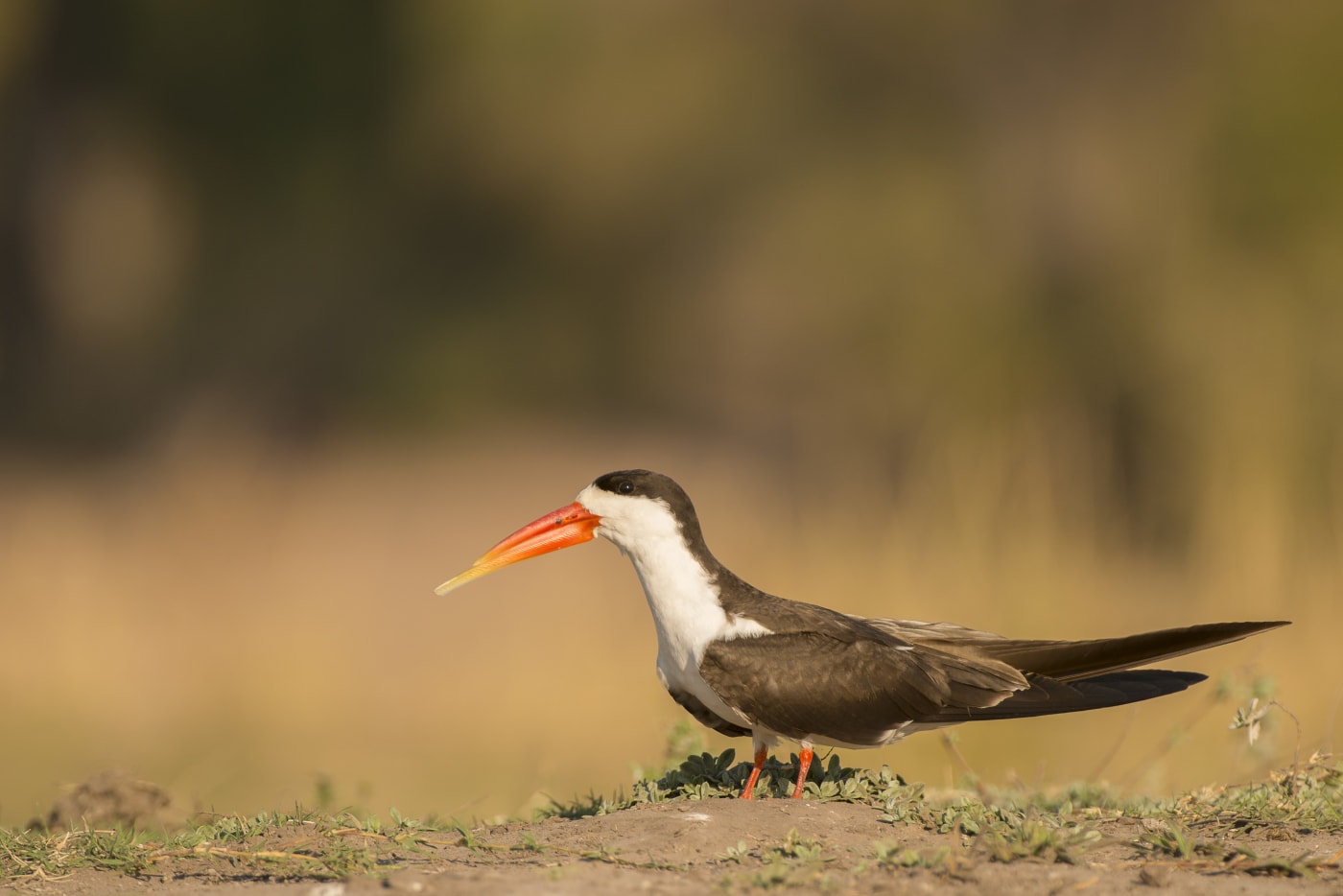African skimmer. Chobe river. Namibia/ Botswana