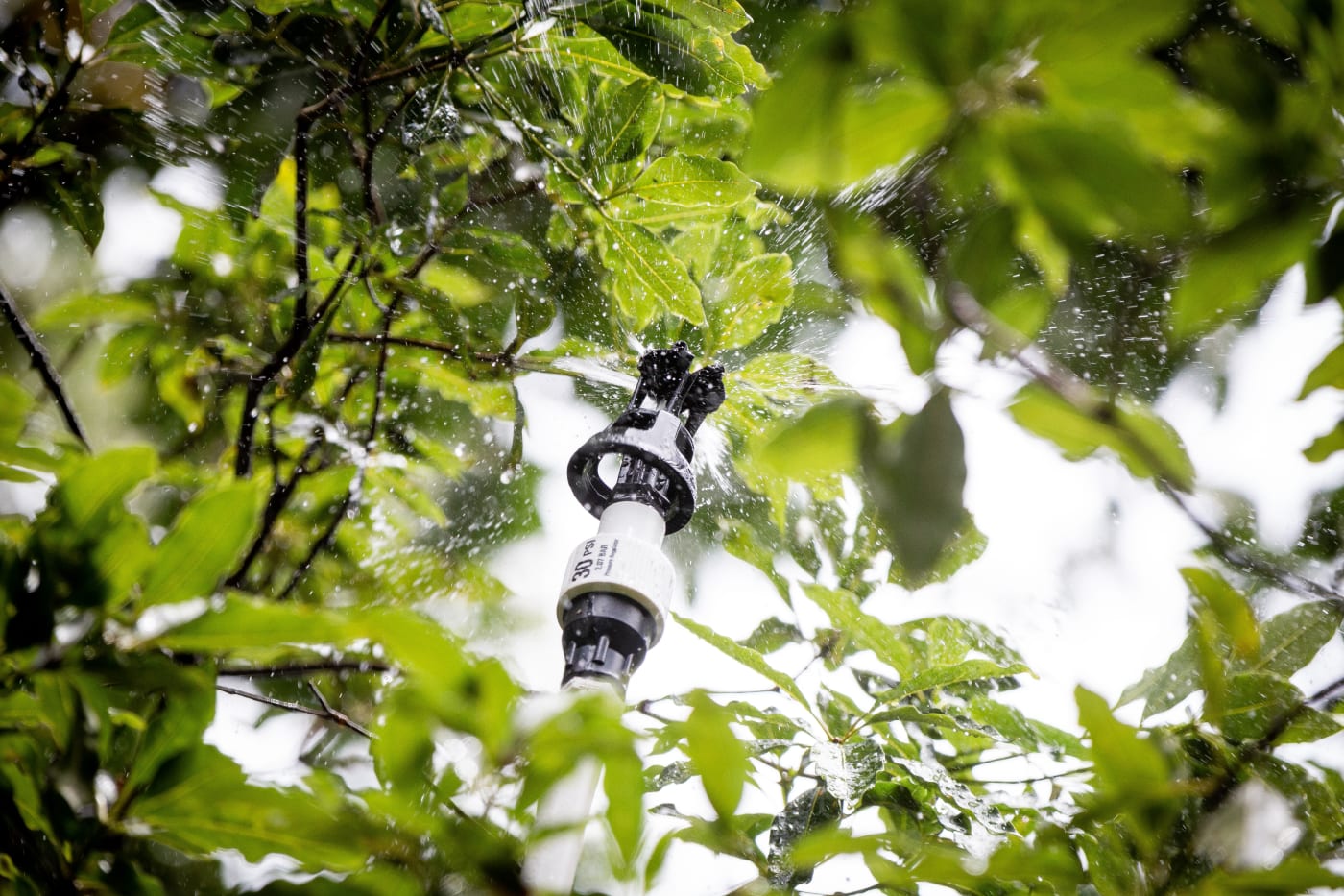 Atmospheric cooling system in action for grey headed flying foxes