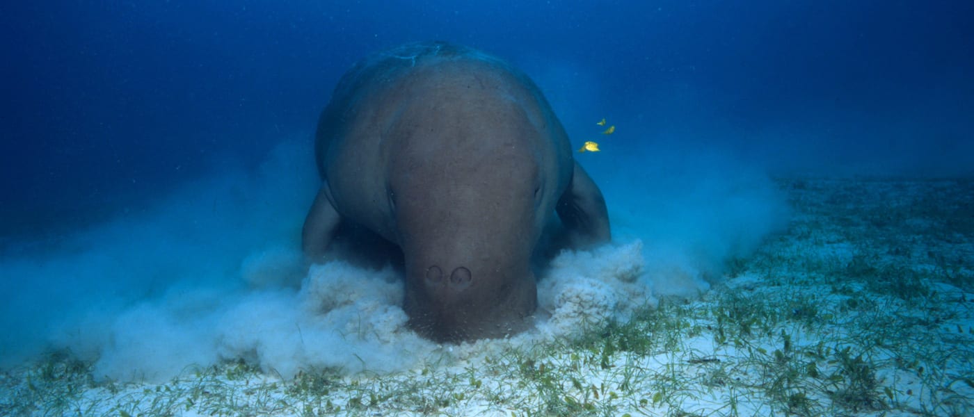 Dugong in Indo-Pacific Ocean