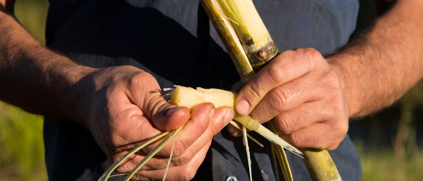 Mark Bugeja, holding sugar cane, Mackay, North Queensland, July 2014