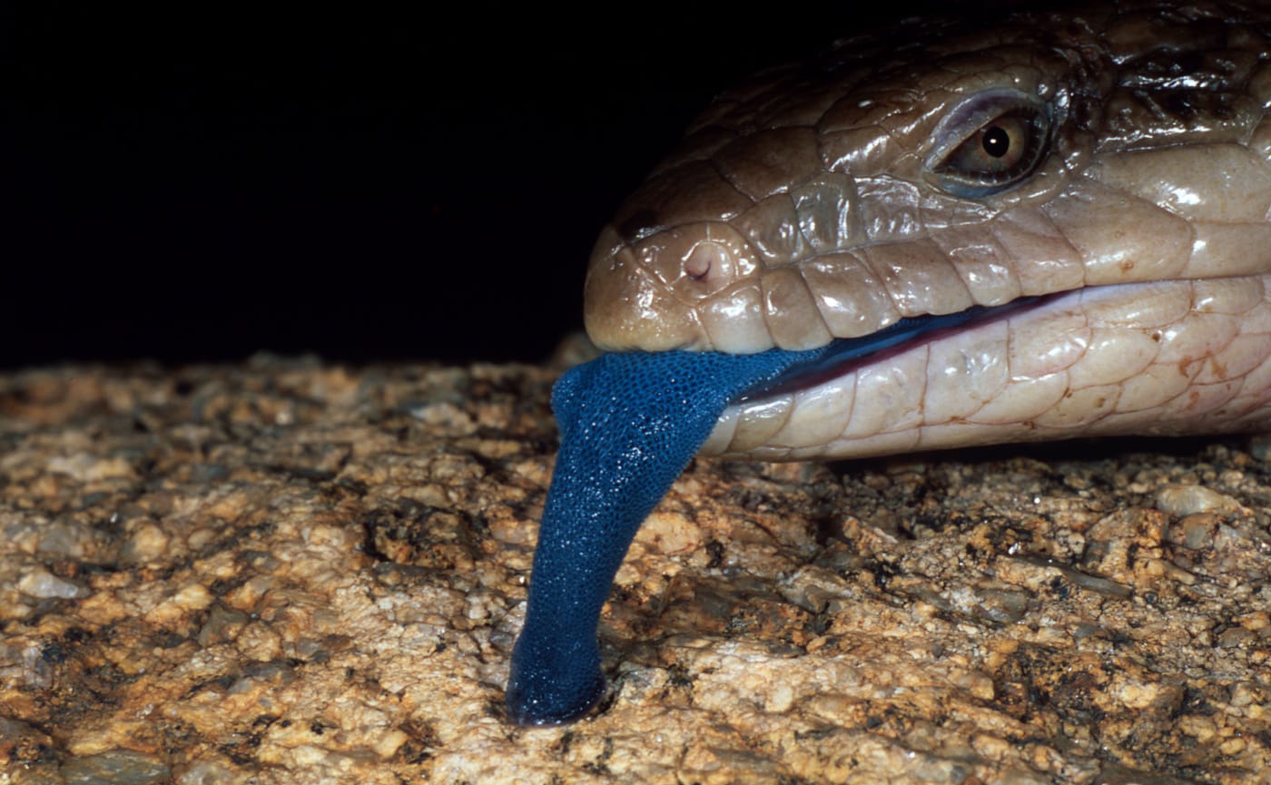 Central bluetongue skink (Tiliqua multifasciata); Australia