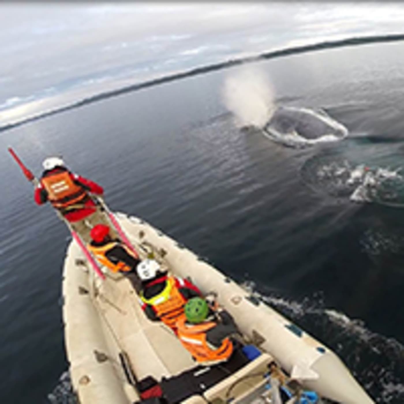 Blue whale (Balaenoptera musculus) surfacing in front of the WWF research team, Gulf of Corcovado