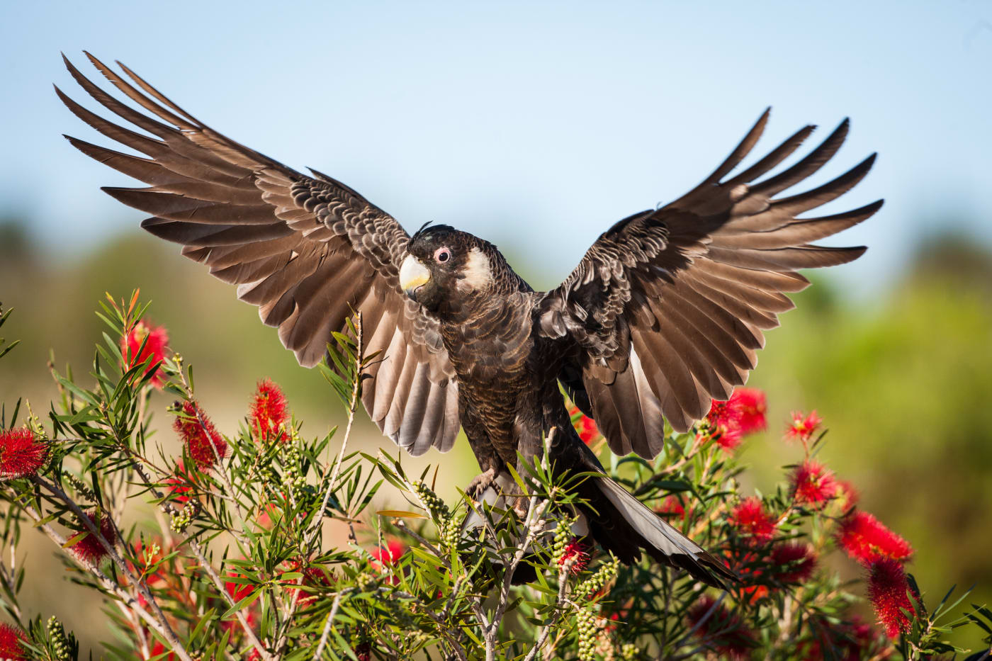Carnaby's black cockatoo (Calyptorhynchus latirostris) displaying its wings. Western Australia.