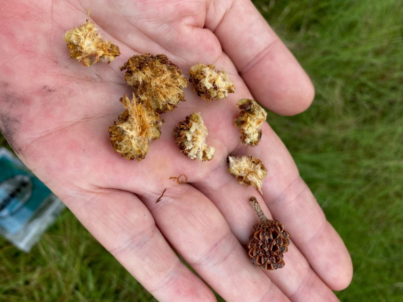 chewed_she-oak_Glossies_Northern_Rivers