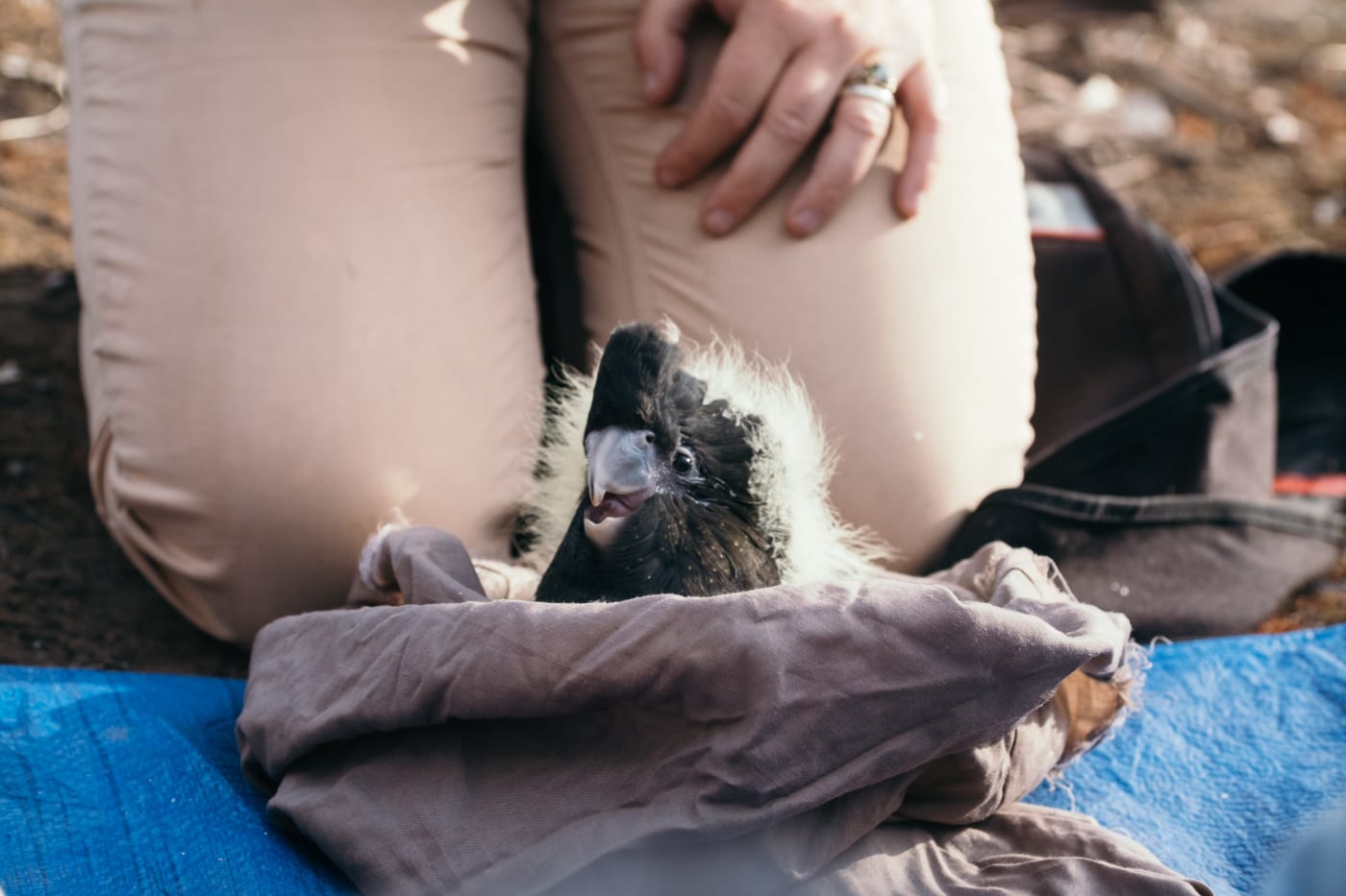 Meet Dream! A recently hatched glossy black cockatoo