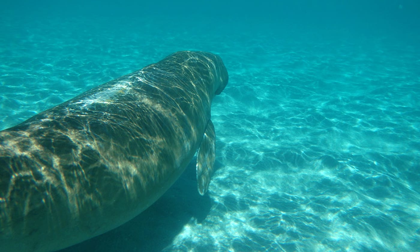Dugong being released at the 'Rivers to Reef to Turtles' field trip, Howick Islands