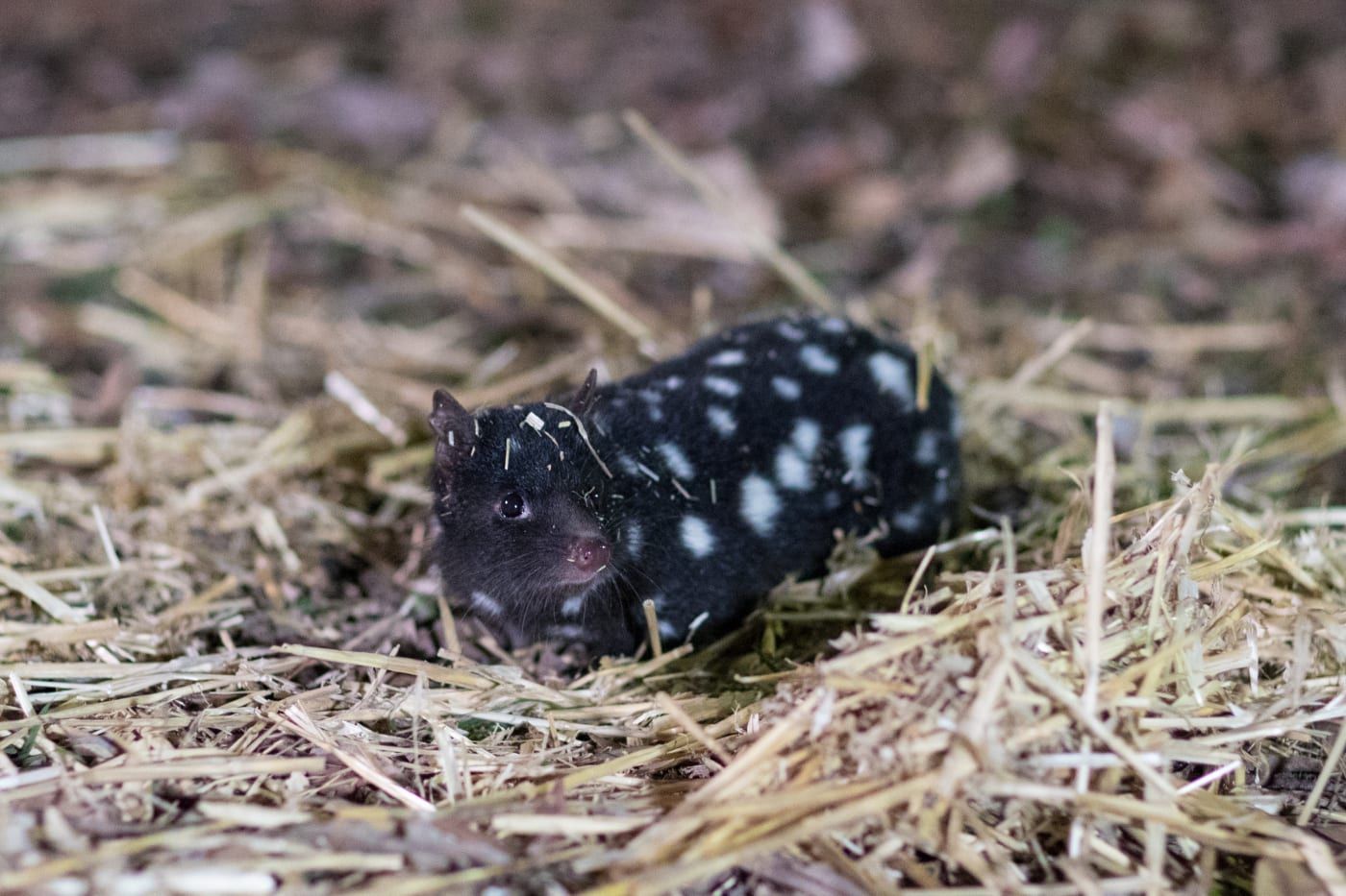 Eastern quoll being released into the wild.

The journey to re-establish a wild population of eastern quolls on the Australian mainland has taken another big step forward with 40 eastern quolls being reintroduced to Booderee National Park.


The Eastern quoll reintroduction project is a collaboration between Parks Australia, The Australian National University, the National Environmental Science Program Threatened Species Recovery Hub, Wreck Bay Aboriginal Community Council, Rewilding Australia, WWF-Australia, and the Taronga Conservation Society Australia with support from Devils@Cradle, Trowunna Wildlife Park and Devil Ark wildlife sanctuaries.