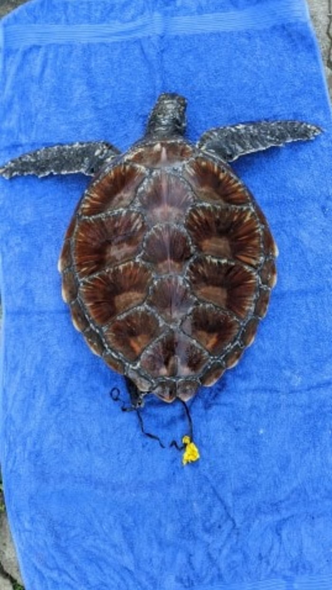 Yellow balloon coming out of Ella the Sea turtle