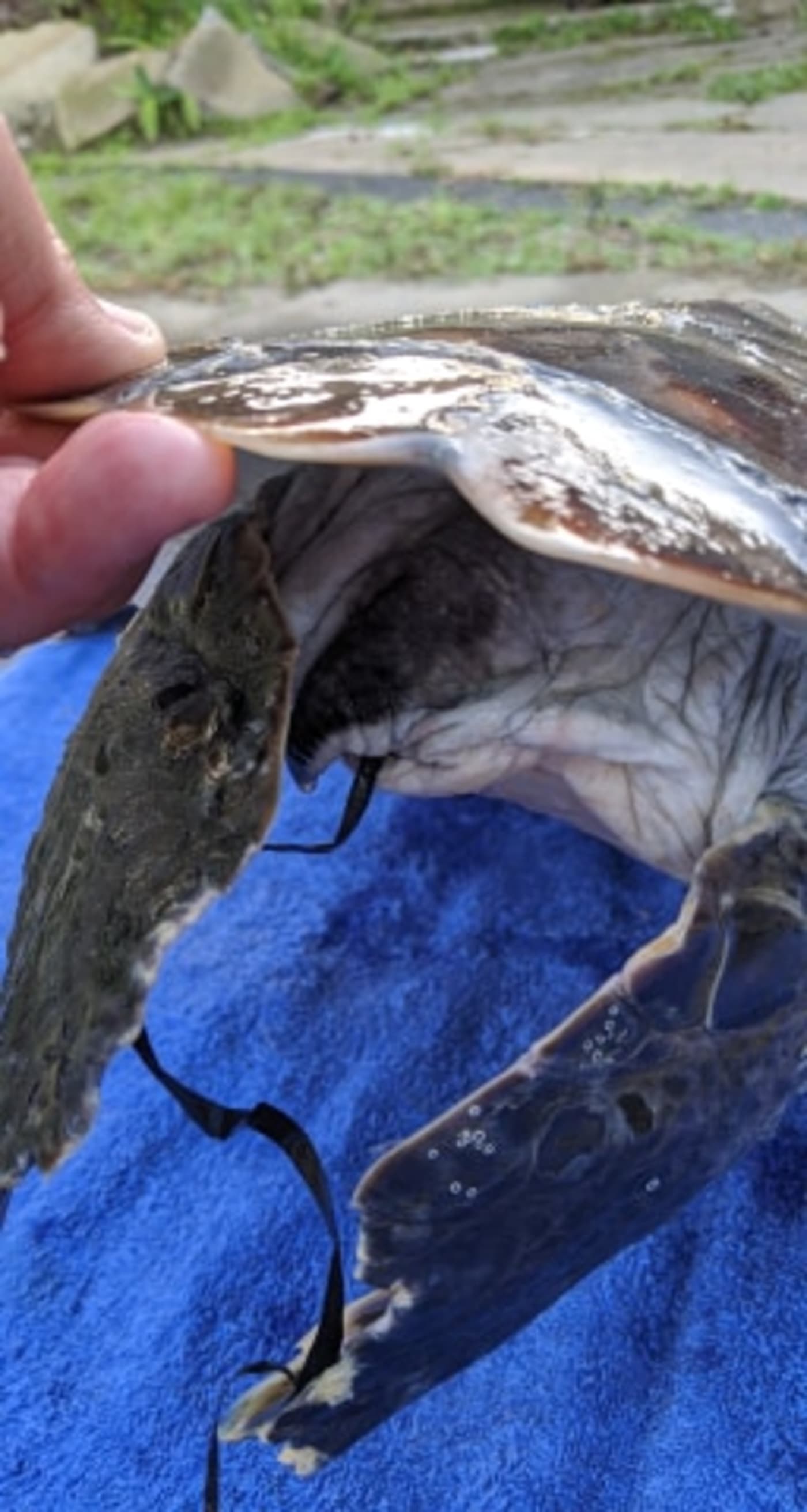 Balloon string coming out of Ella the Sea Turtle