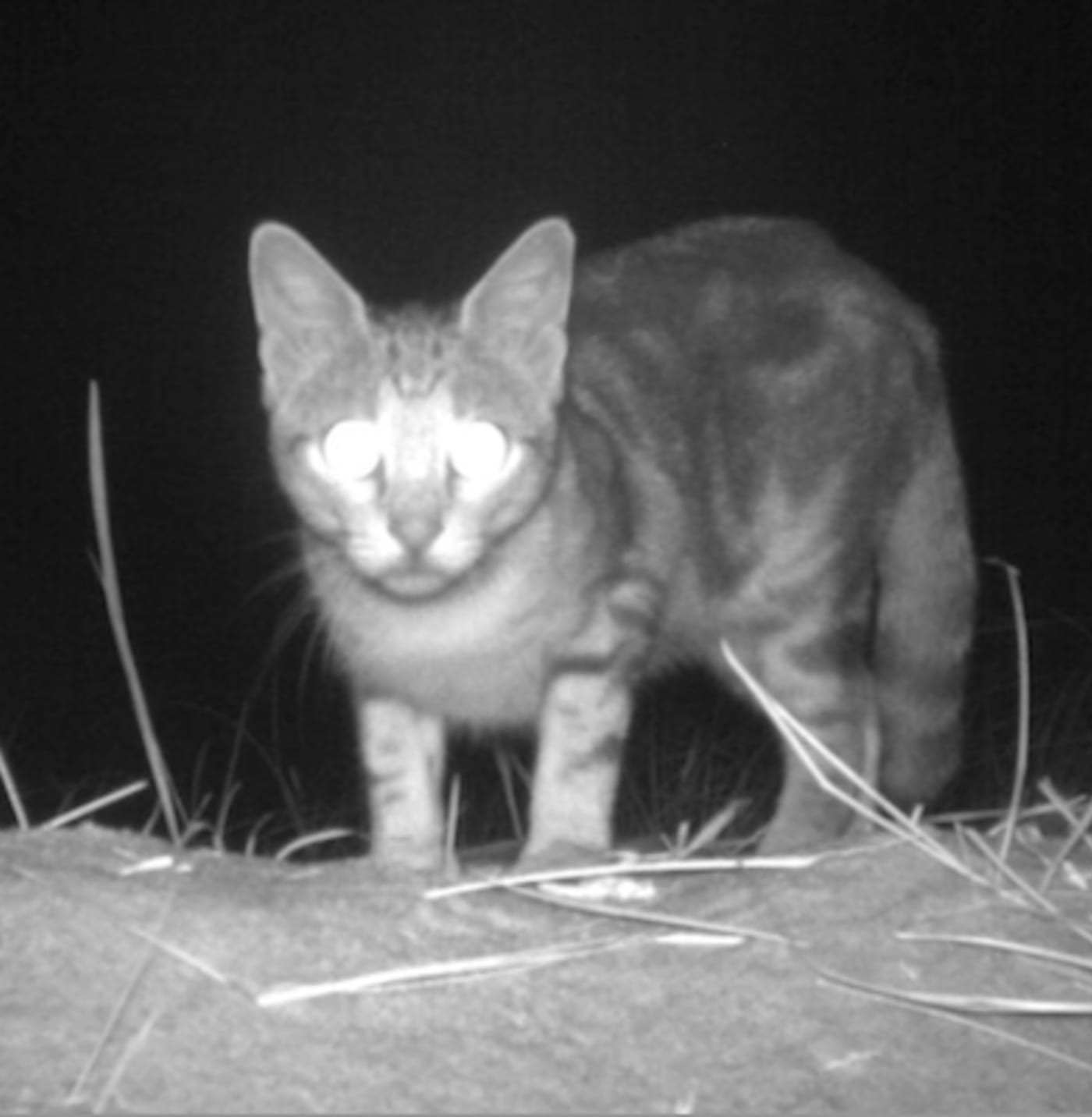 Feral cat