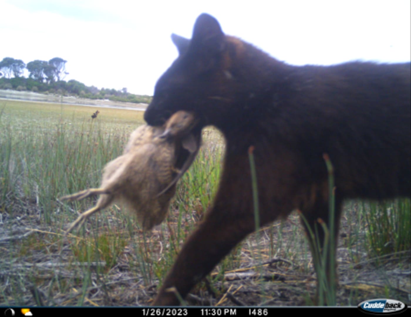 A feral cat on Lungtalanana after killing a native water bird