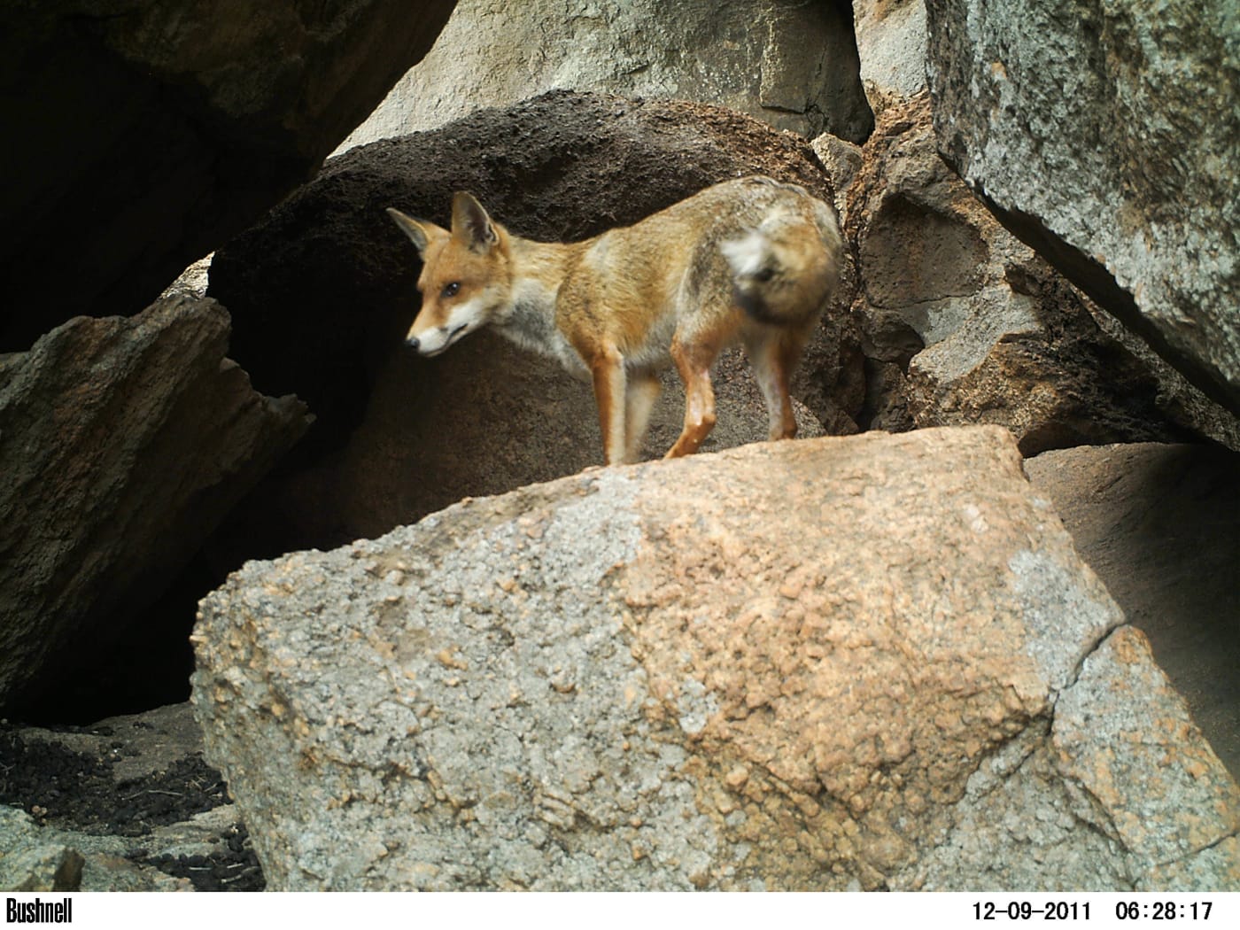 Southwest Australia’s central Wheatbelt granites - 9 December 2011
Red fox.
Taken as part of the DBCA / WWF-Australia project "Conservation and Monitoring Activities for the Central Wheatbelt Black-flanked Rock-wallaby Populations"
