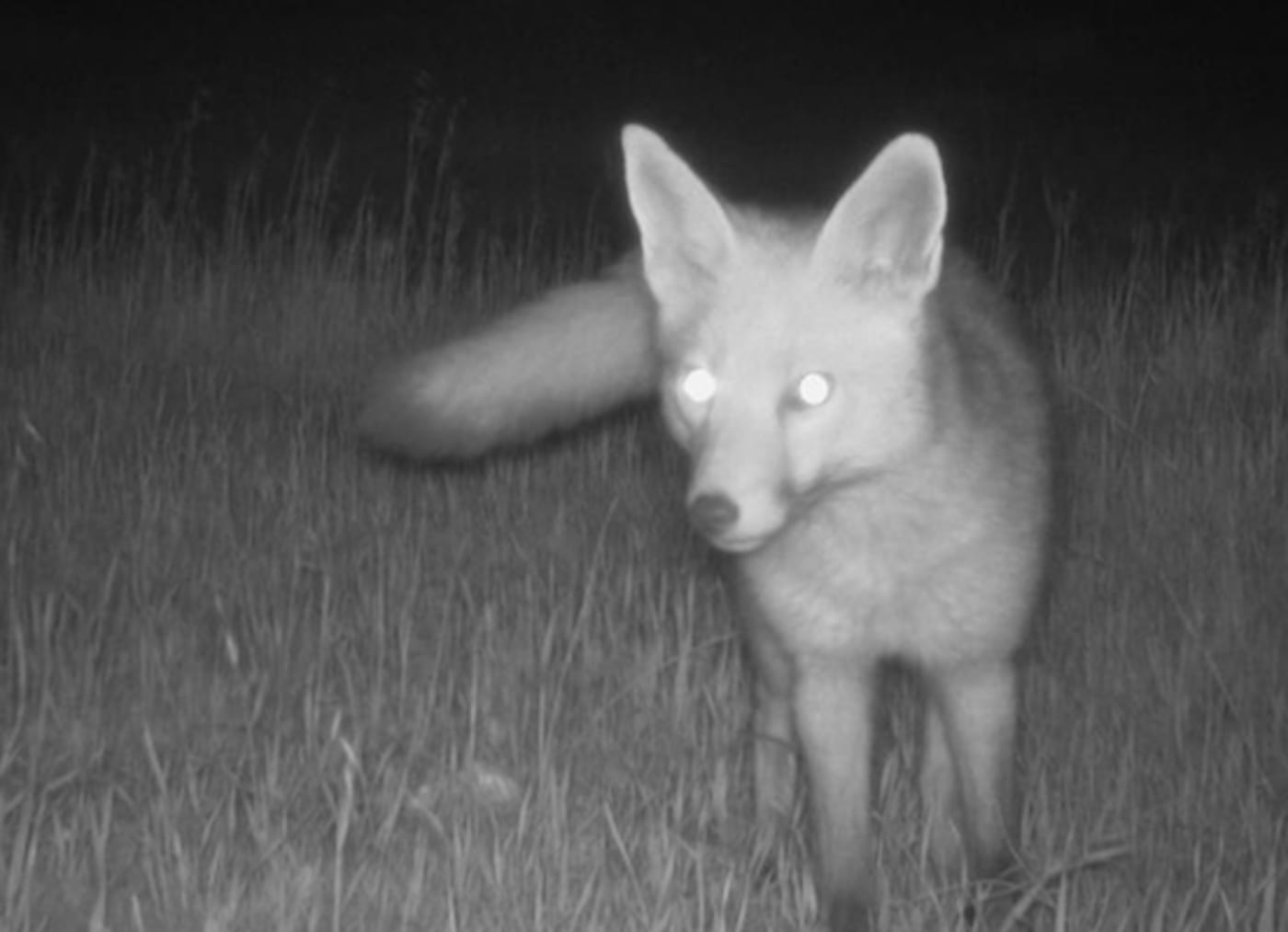 Fox