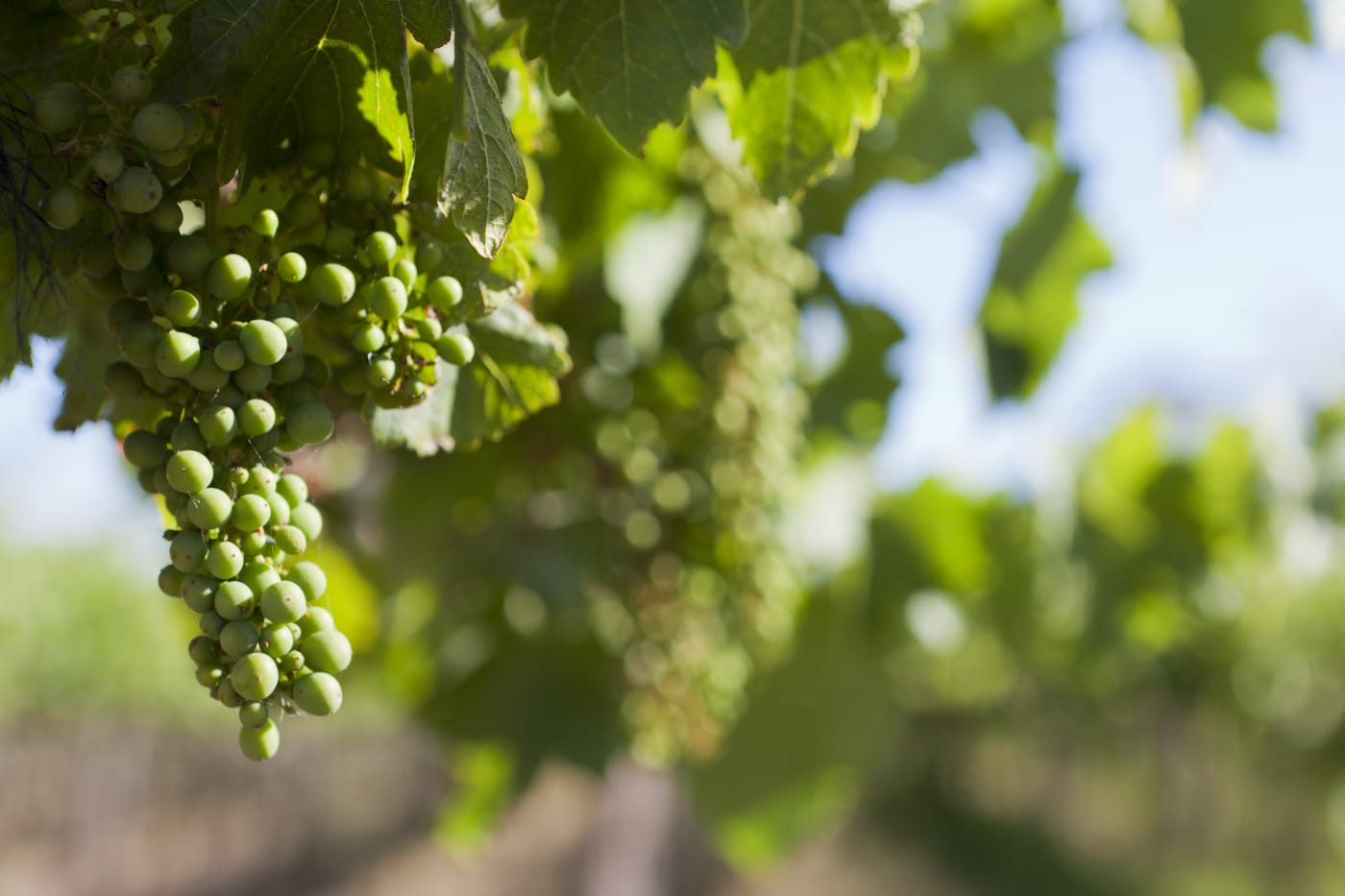David Bruer is a chemist by training but gradually got involved in the wine industry. David and his wife bought the original 40 hectare property in Langhorne Creek in 1972.
David was one of the featured farmers in Planet to Plate, the Earth Hour Cookbook 2015.