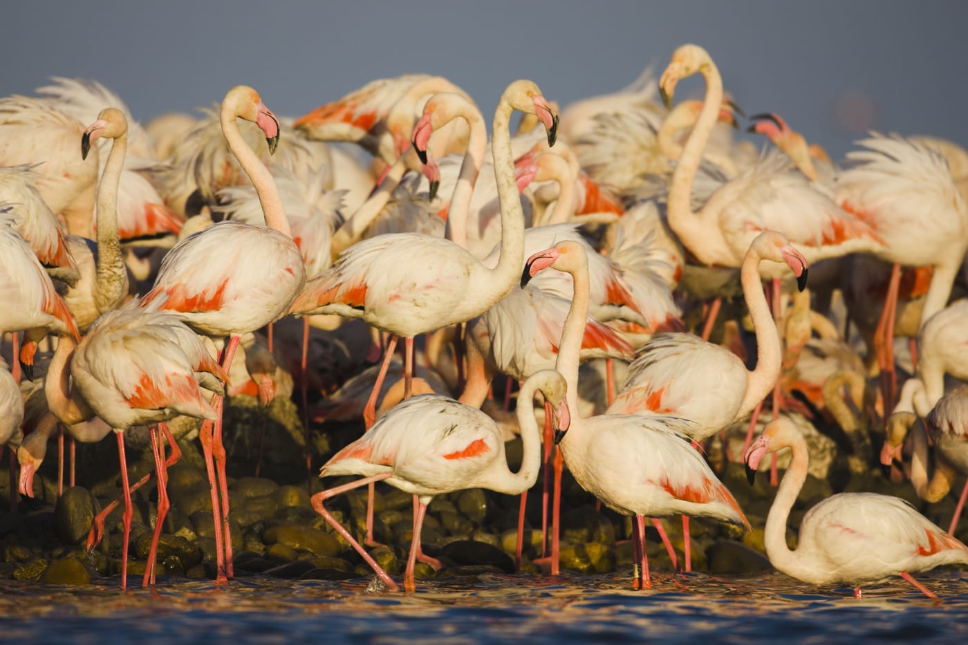 Greater flamingos (Phoenicopterus roseus) part of breeding colony of approx 10,000 pairs, at waters edge, Camargue, France, April 2009
