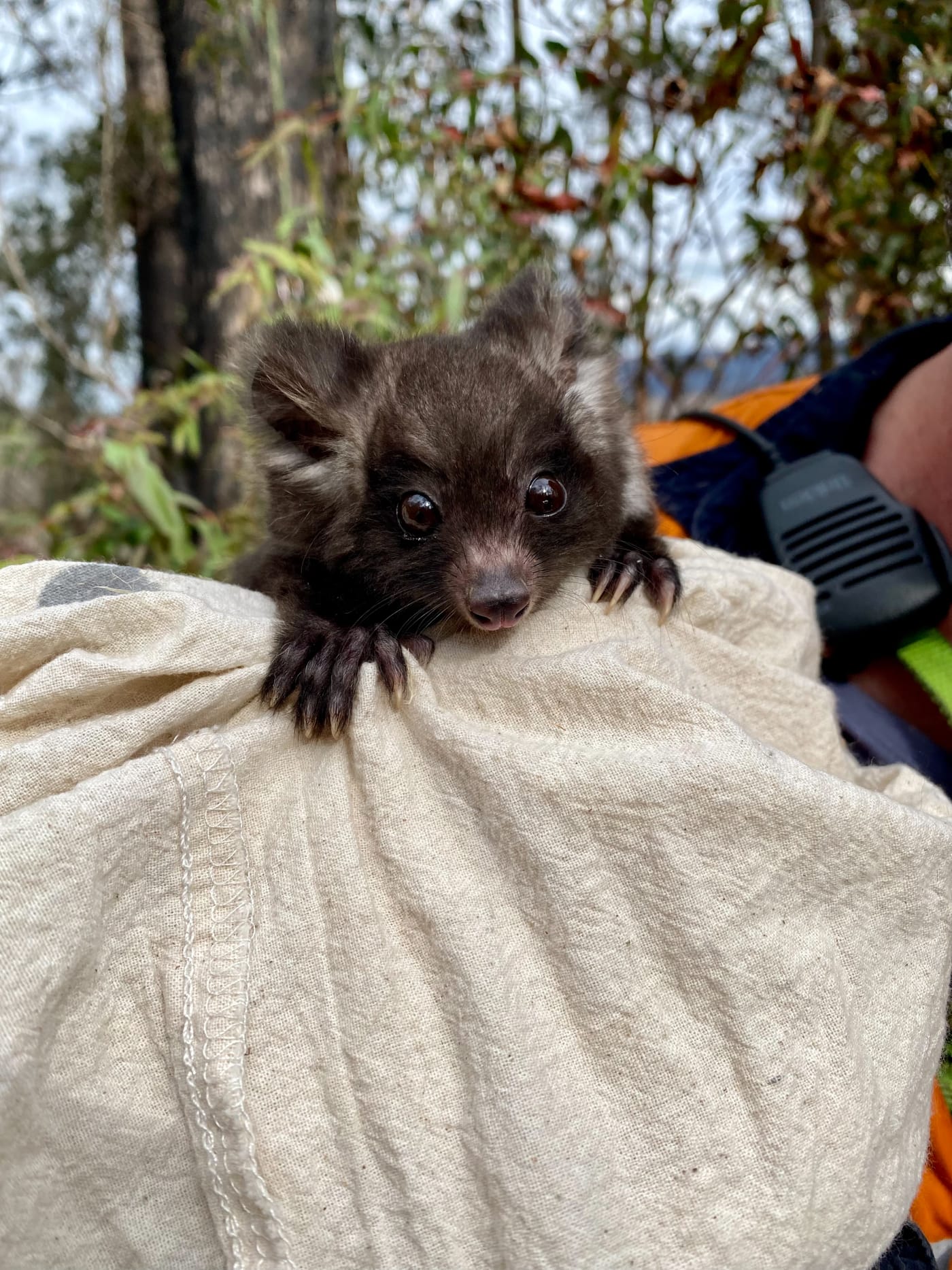 WWF-Australia is partnering with The University of Sydney to deploy GPS collars on greater gliders to get one of the world's first high-resolution looks into greater glider home ranges and habitat use in bushfire-impacted forests.