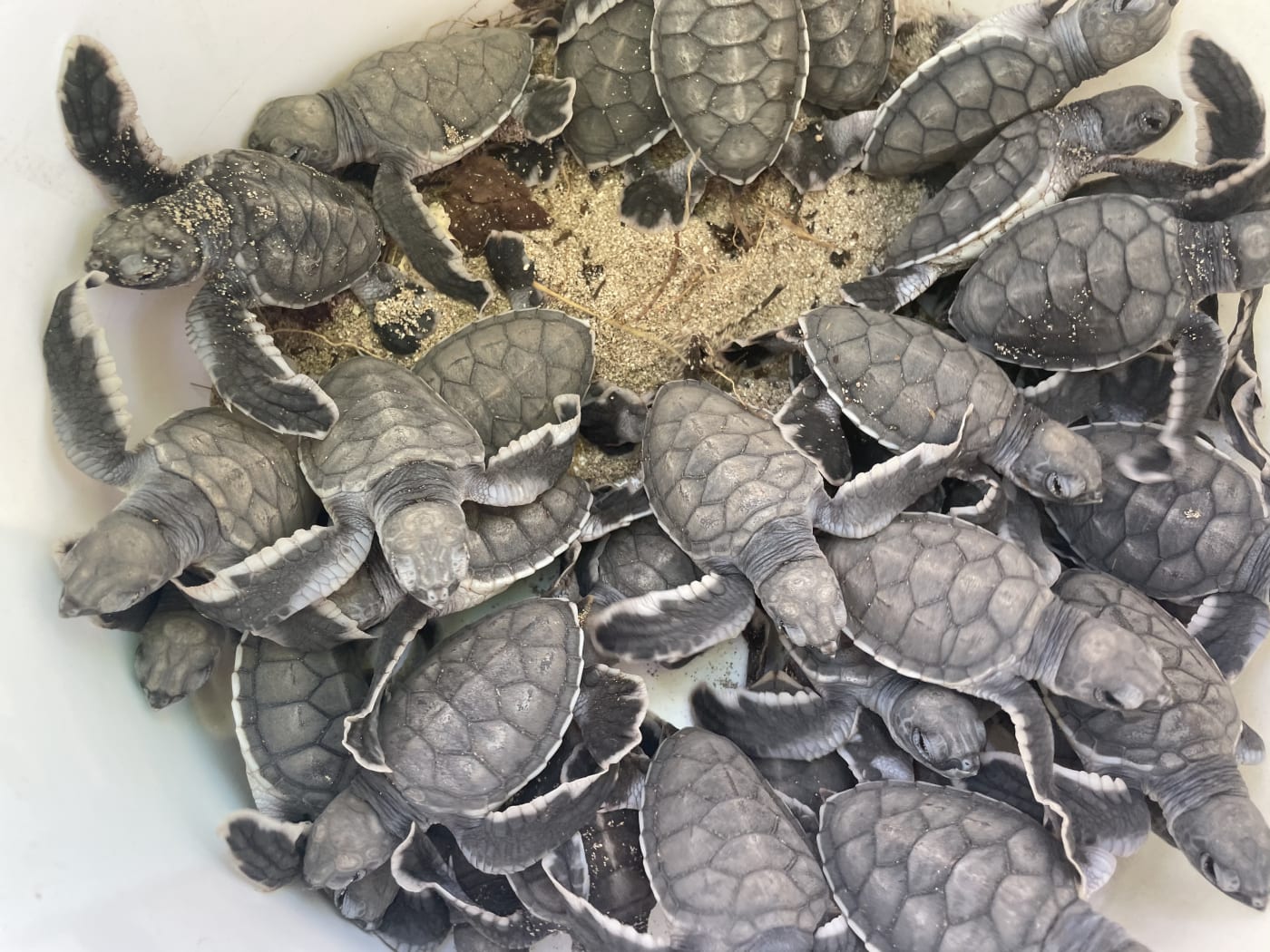 WWF-Australia with the support of online furniture retailer, Koala and the University of Queensland are trialling methods to cool the sand temperatures of green turtle nests.