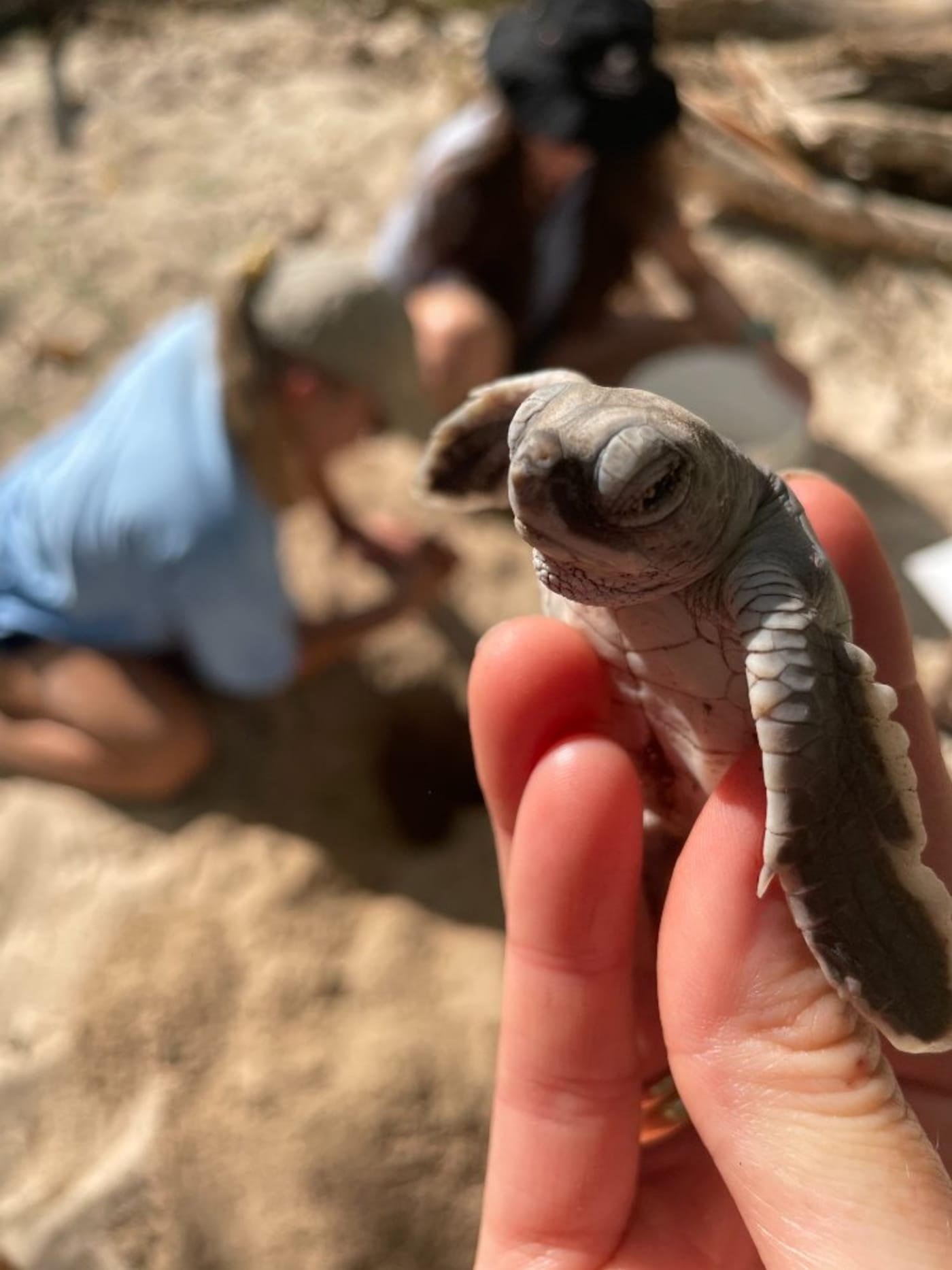 WWF-Australia with the support of online furniture retailer, Koala and the University of Queensland are trialling methods to cool the sand temperatures of green turtle nests.