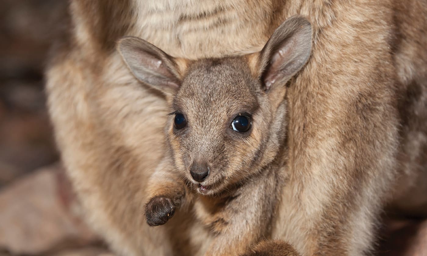 Black-flanked rock-wallaby (Petrogale lateralis) joey in pouch
