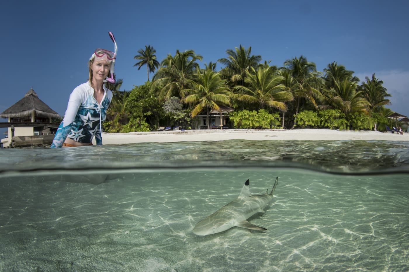 Juvenile blacktip reef shark (Carcharhinus melanopterus), the youngsters live in shallow pools until they grow big enough to hunt on the reef, Ellaidhoo Island, Ari Atoll, Maldives
