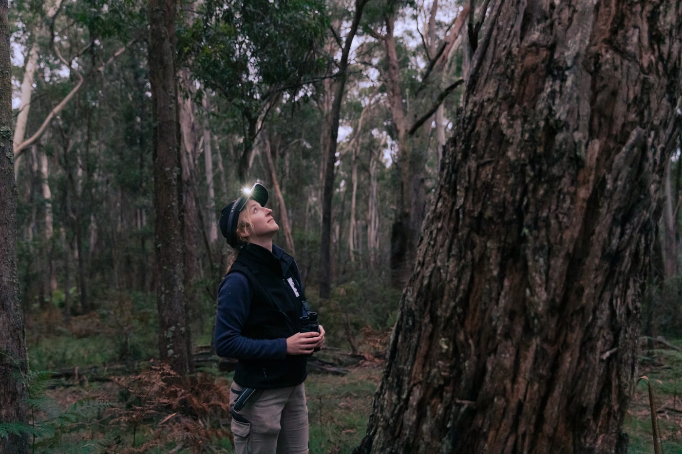 Dr Kita Ashman surveys a tree in Tallaganda
