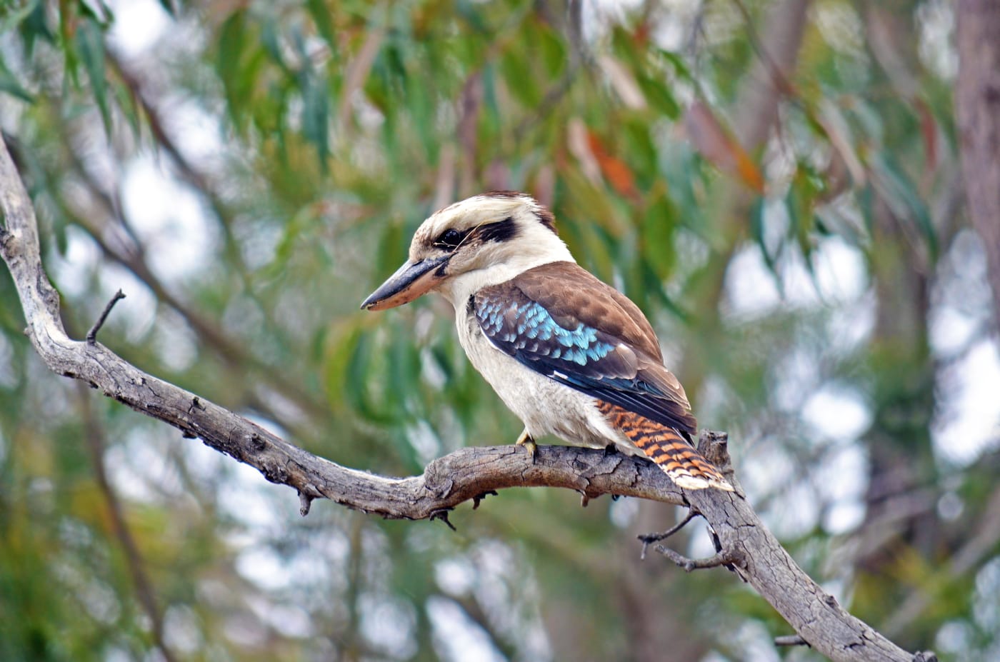 Australian laughing Kookaburra (Dacelo novaeguineae) perched in a gum tree