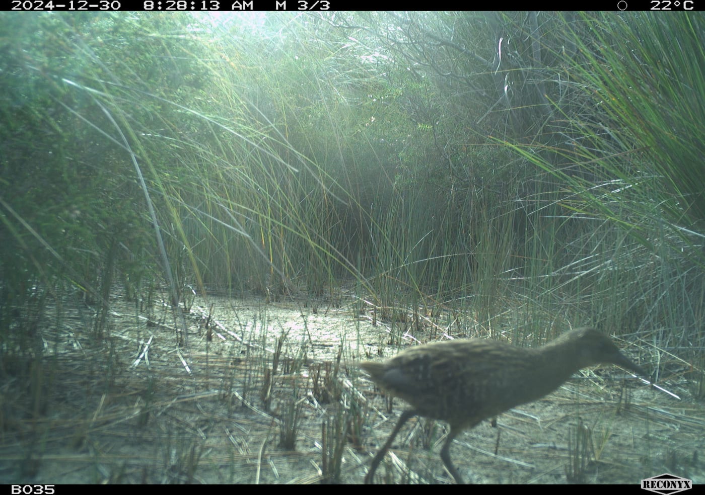A Lewin's rail photographed on Lungtalanana