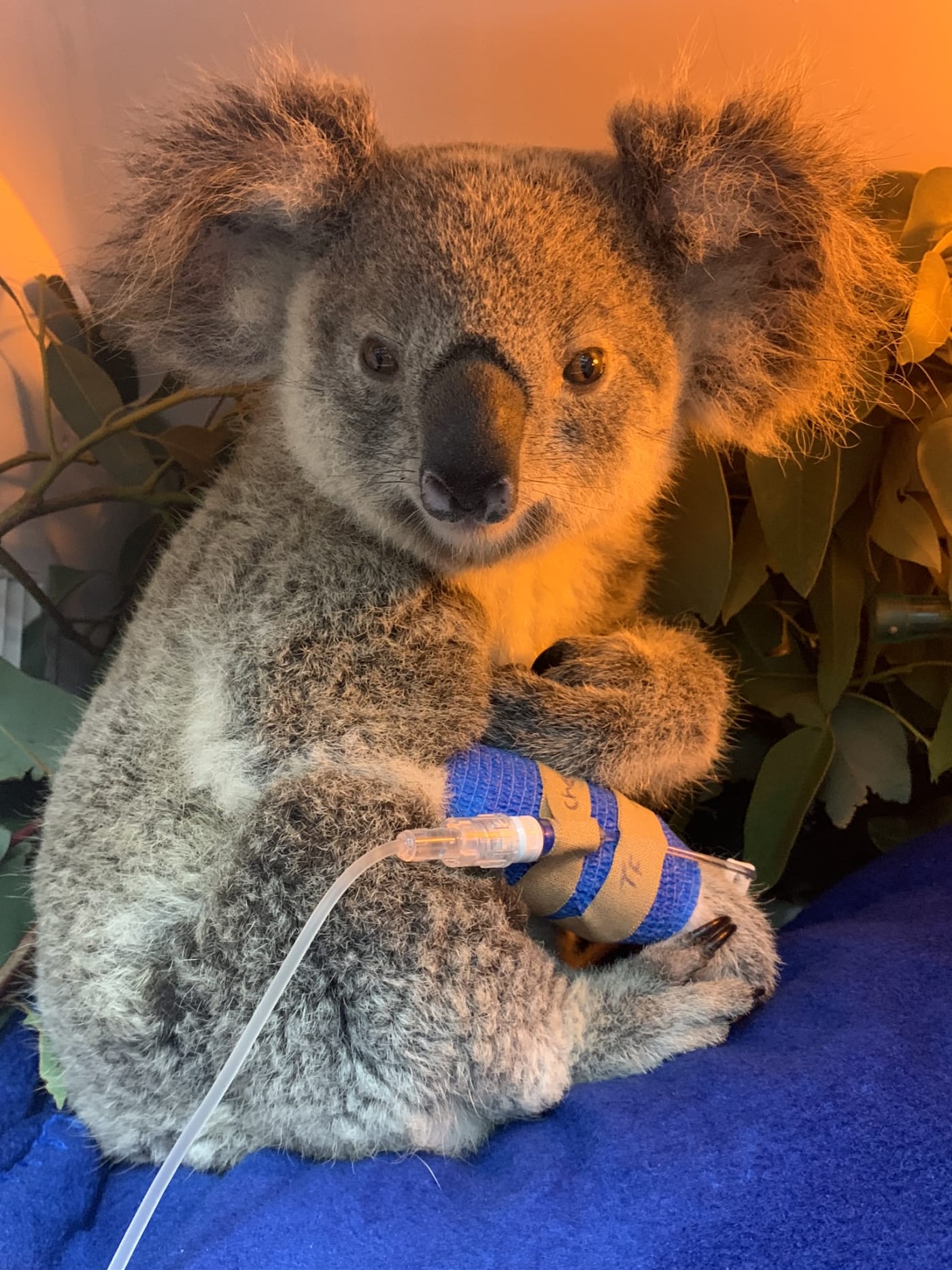 Maryanne on a drip in the RSPCA Qld Wildlife Hospital