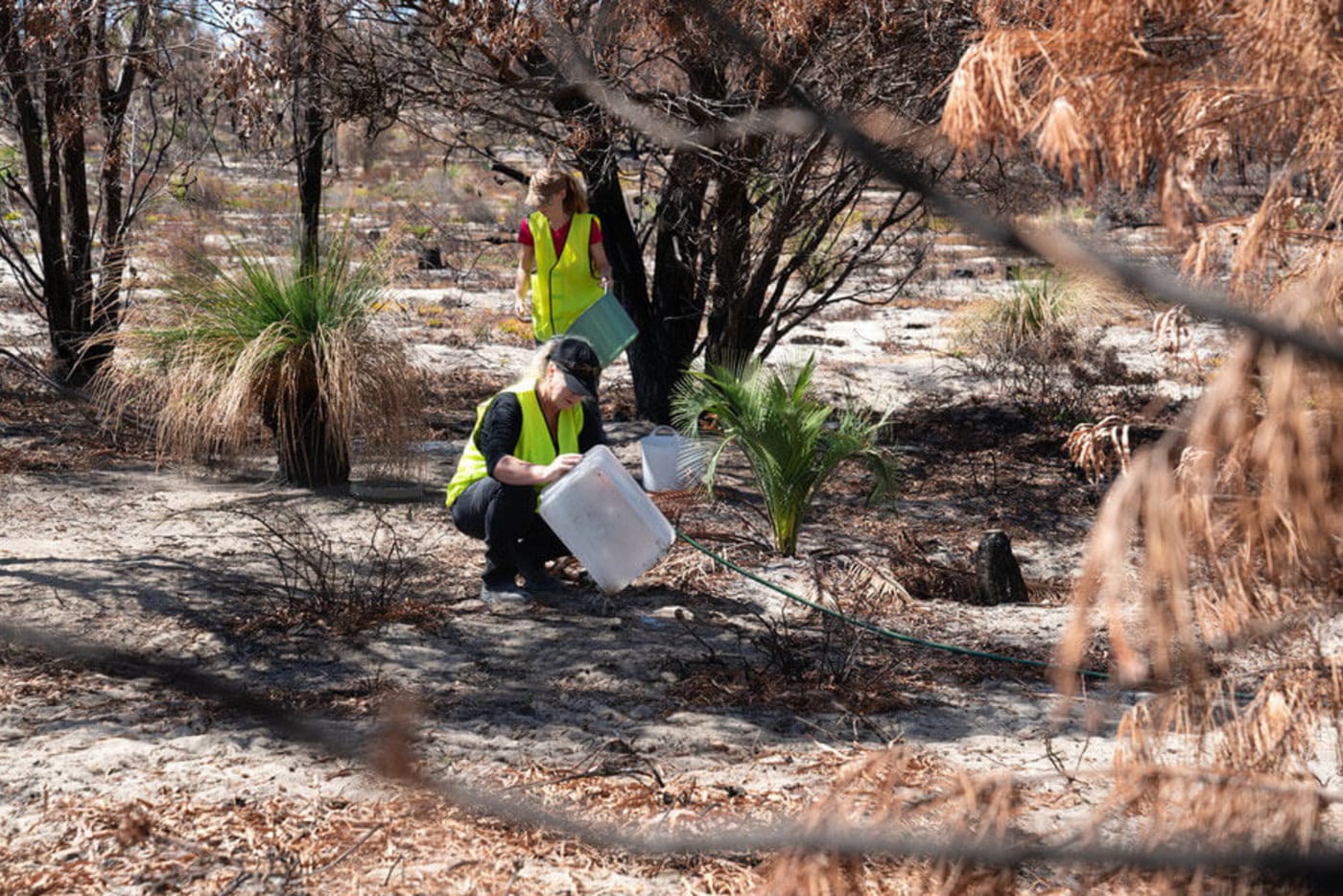 Native Animal Rescue team provide backfeeding for bushfire-affected wildlife