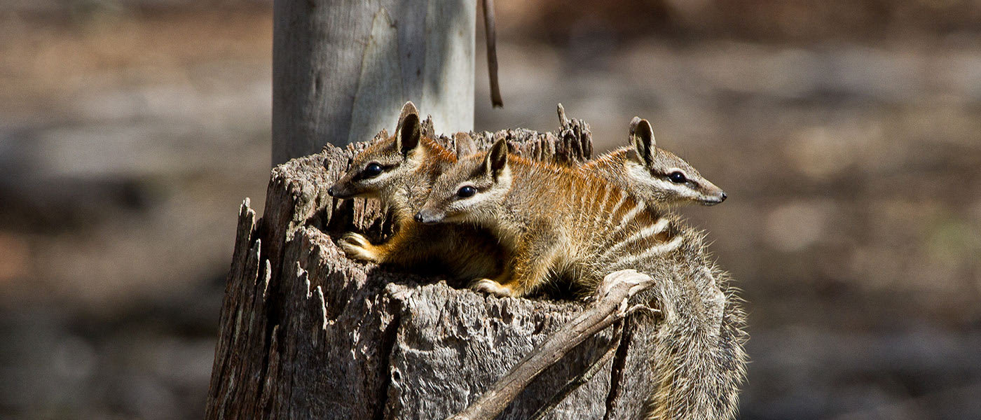 Juvenile numbats in the Dryandra Woodlands, Western Australia