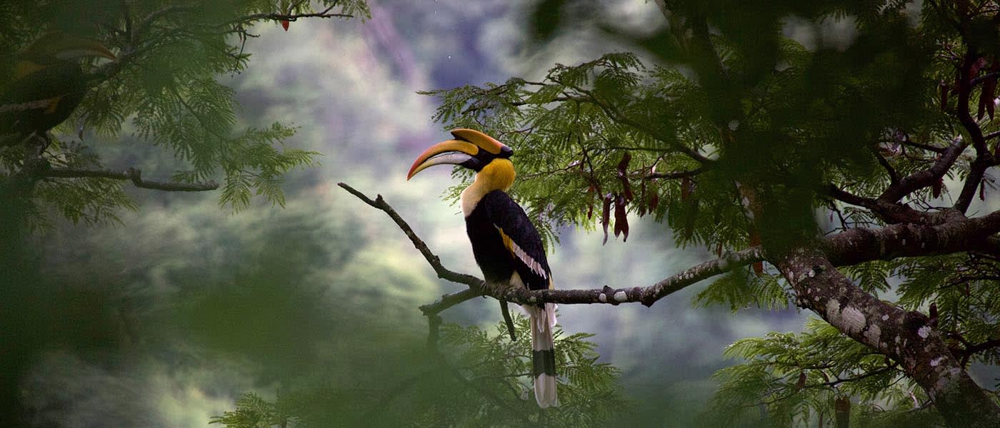 Great Hornbill