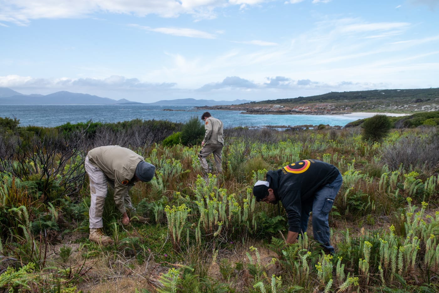 Pakana rangers removing invasive sea spurge weed by hand.