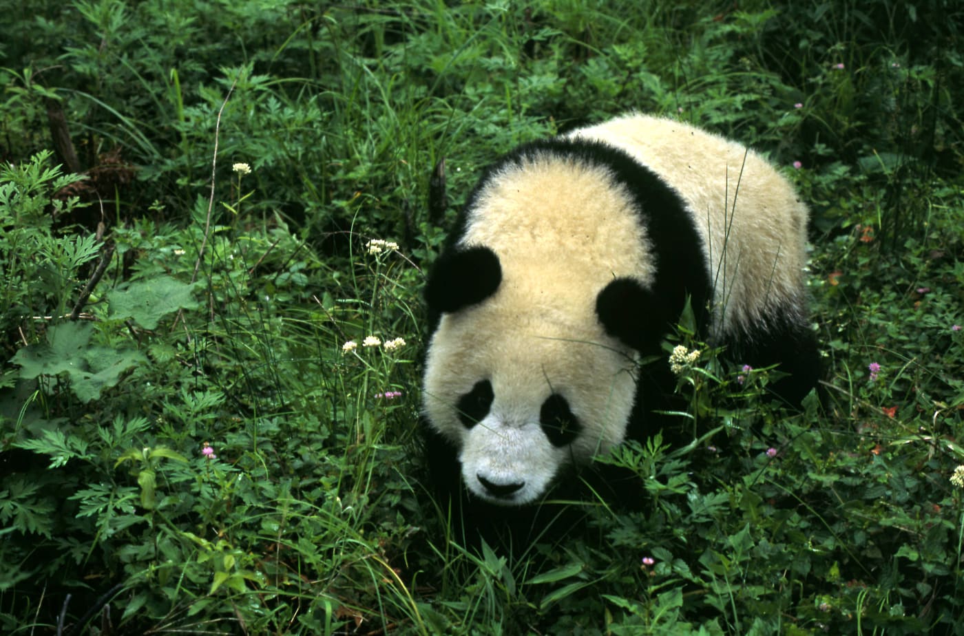 Giant panda, one year old male Wolong Research Centre, Sichuan China