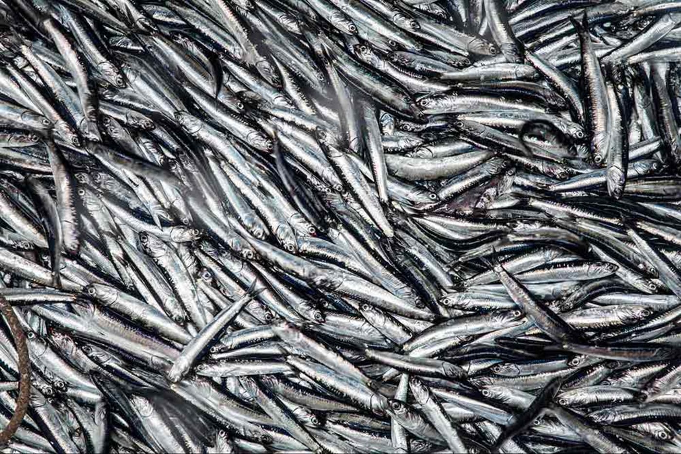Anchoveta (Engraulis ringens) fished. Peru, June 2015