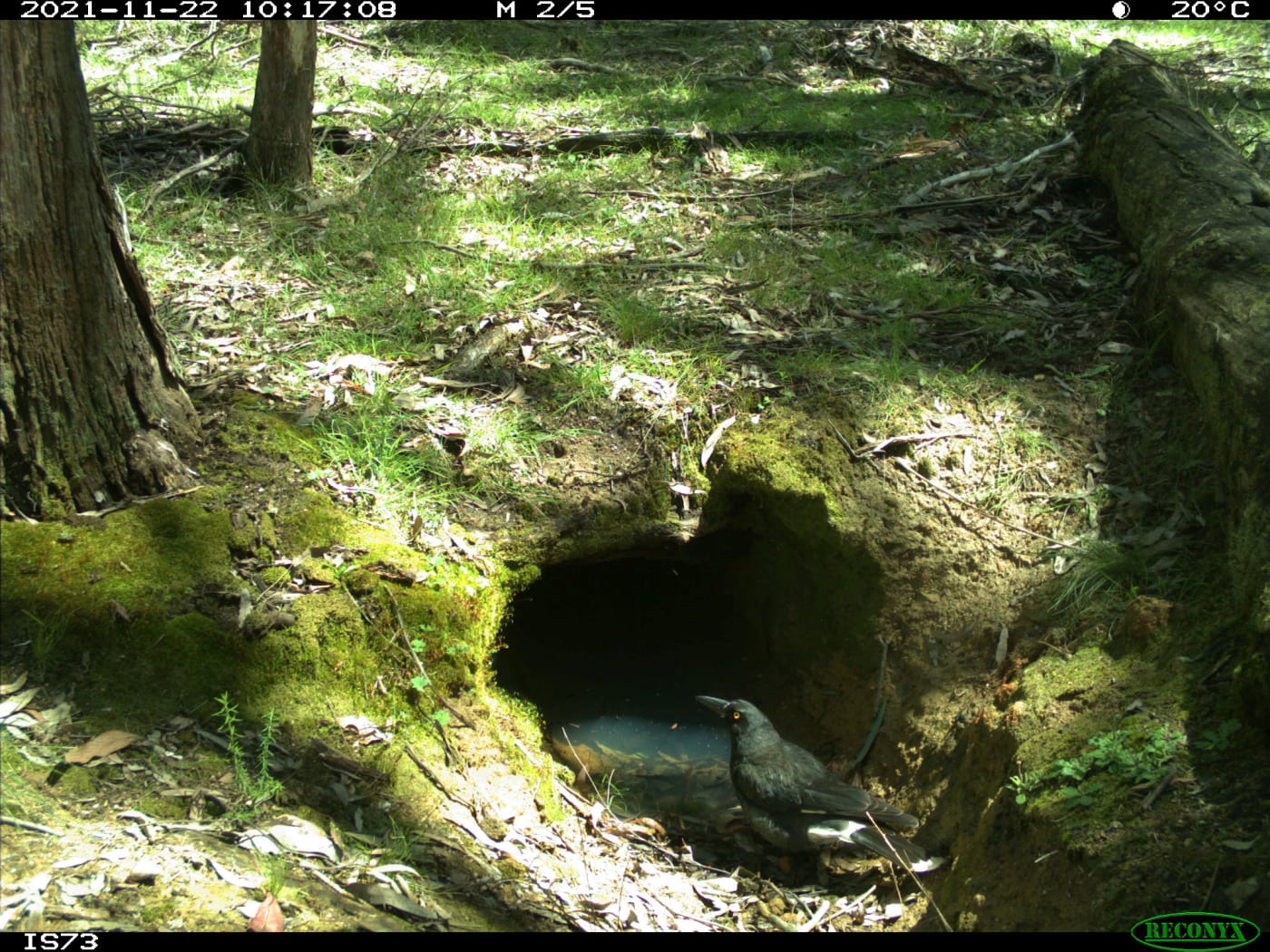 Pied currawong drinks for a flooded wombat burrow.