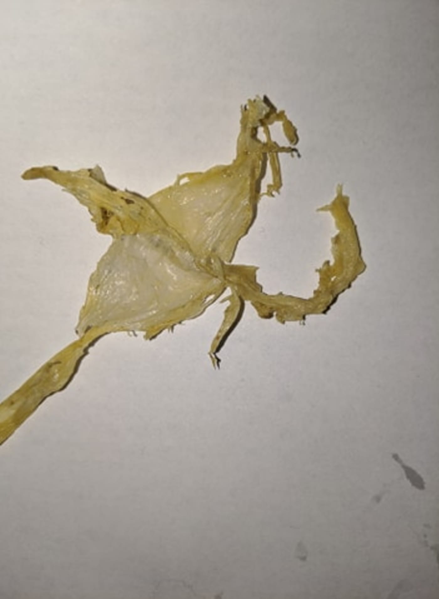 Plastic found inside Ella the green sea turtle
