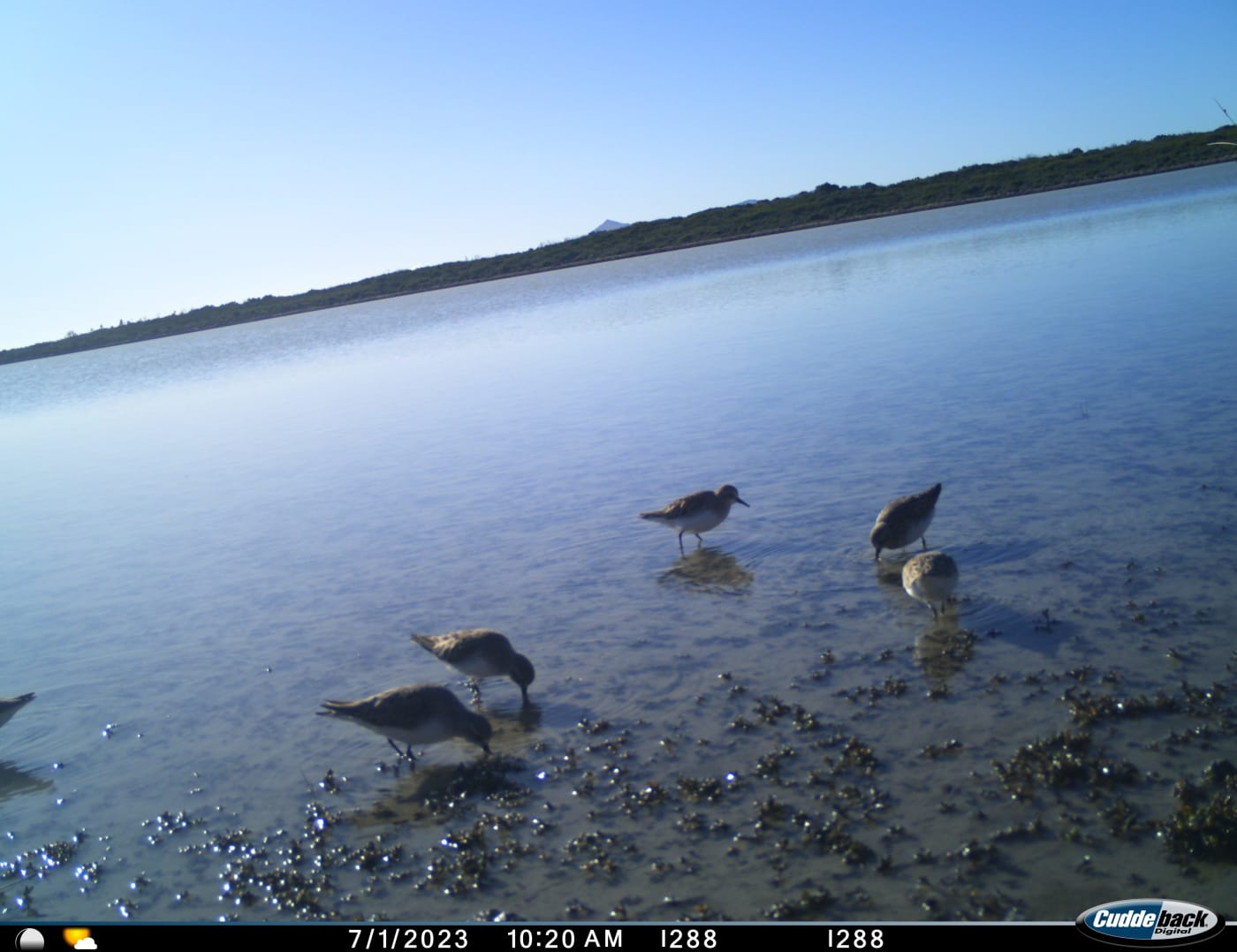 Red-necked stints on Lungtalanana