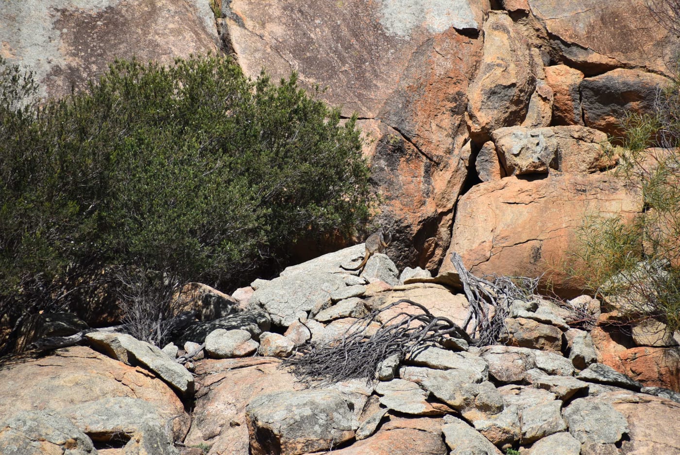 A rock wallaby oversees tree planting work in Nangeen Hill, WA