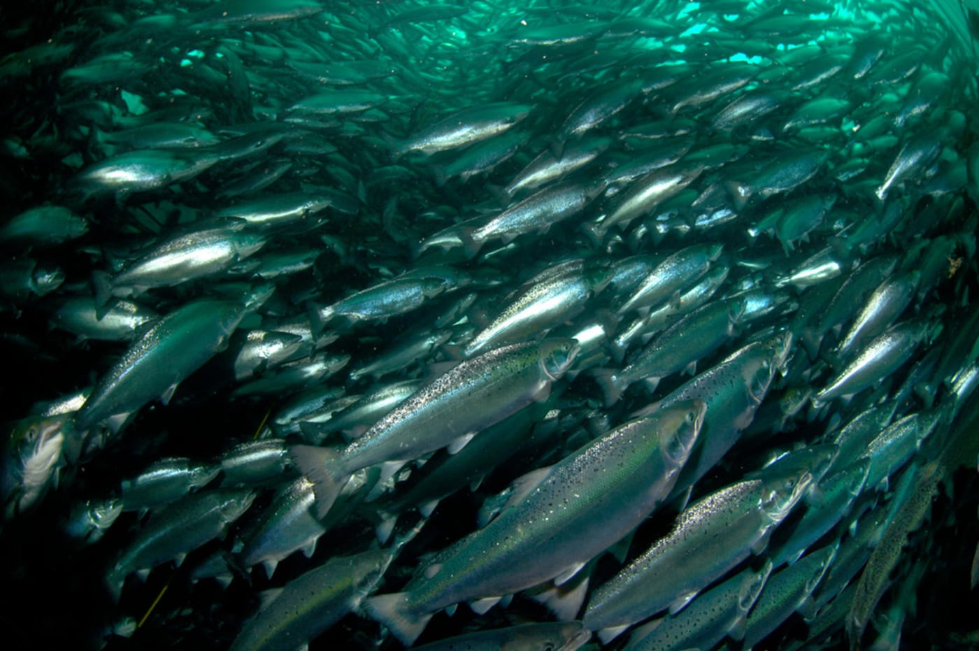 Salmon swimming, taken at a salmon farm in Norway