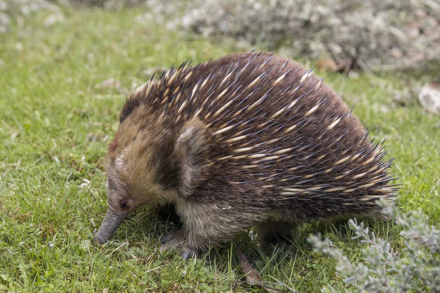 Short-beaked echidna (Tachyglossus aculeatus setosus), near Scottsdale, TAS, Australia (Wikicommons)