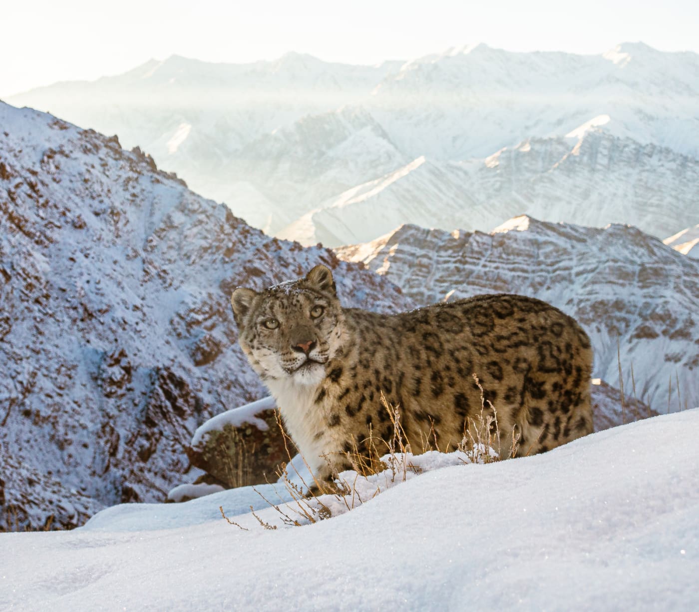 A wild snow leopard triggers a DSLR sensor camera high up in mountains of Ladakh in the Indian Himalayas.