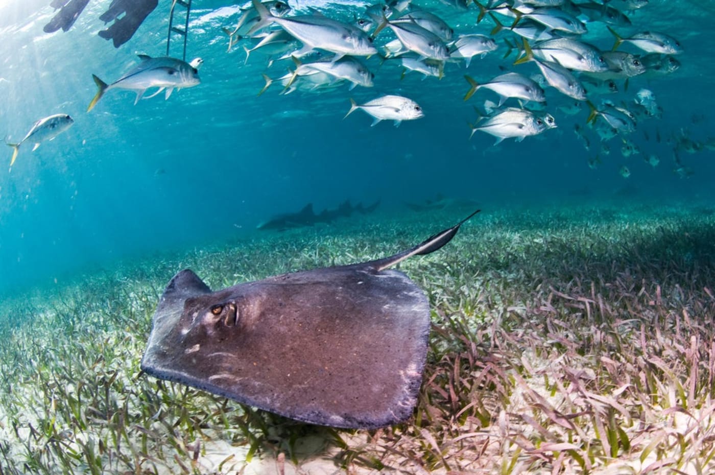 Stingray and jacks in Belize