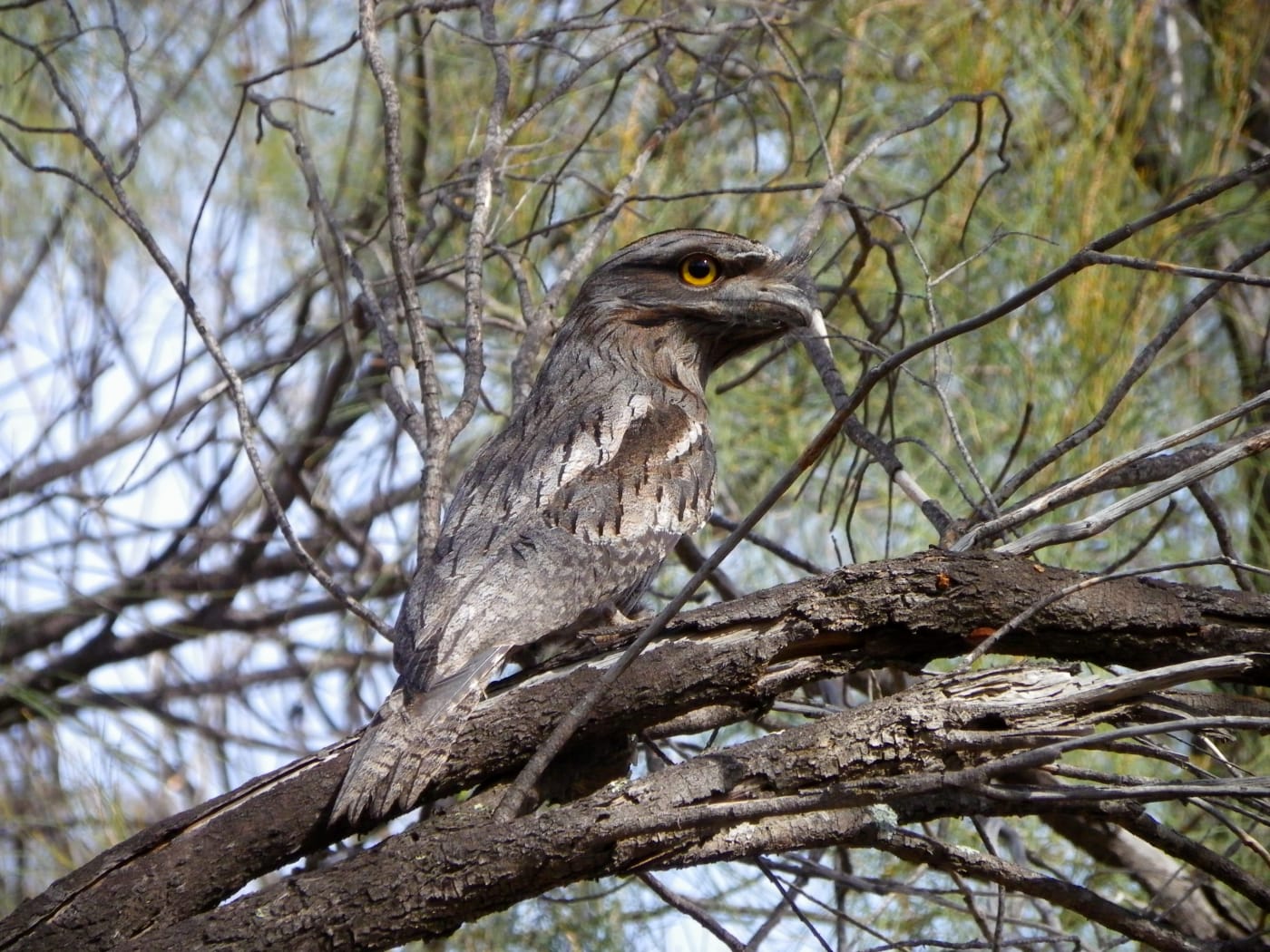 Tawny frogmouth (Podargus strigoides)
Wheatbelt Granites - Western Australia - 13 June 2012